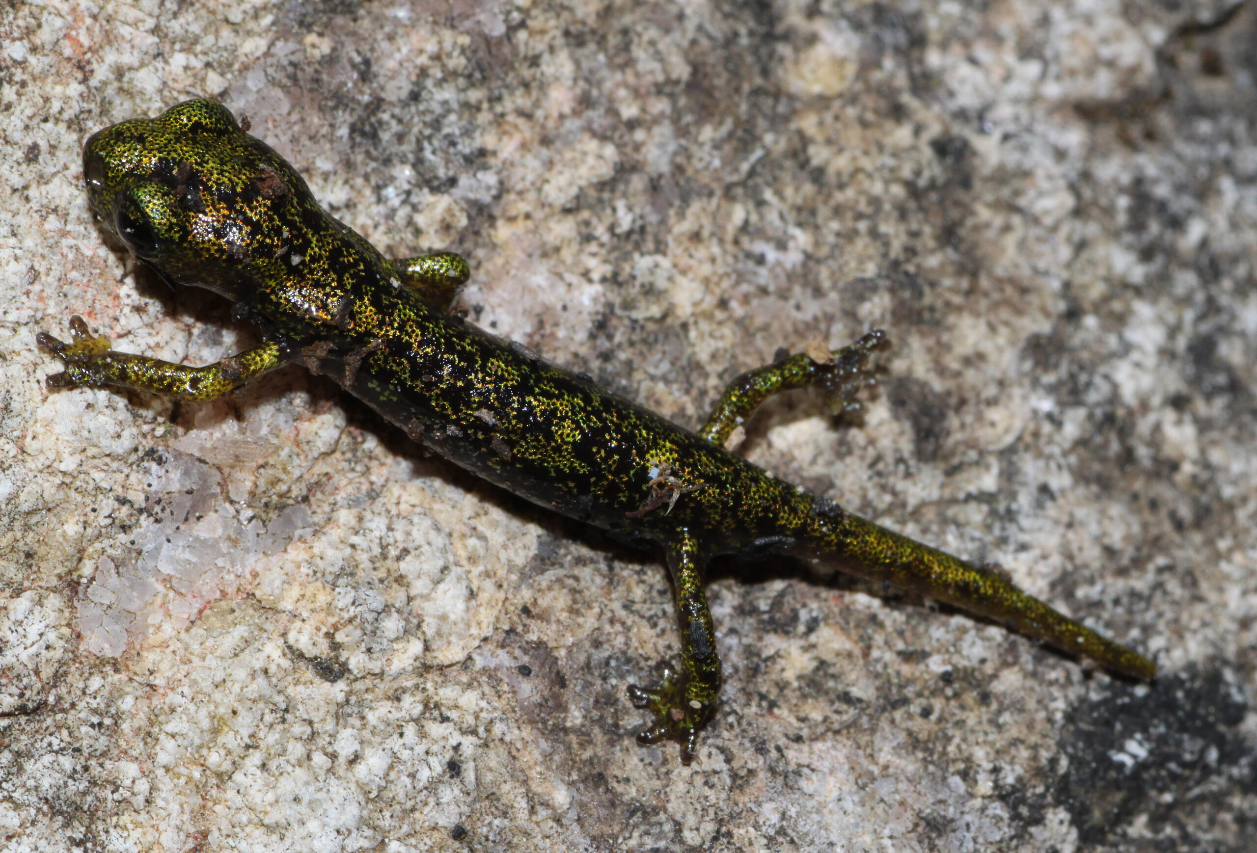 Sardinian Cave Salamander (Hydromantes genei)