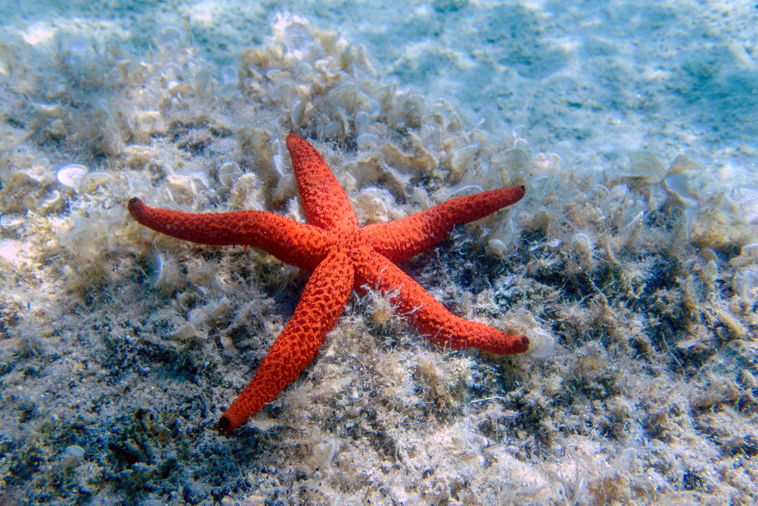 Sea Star