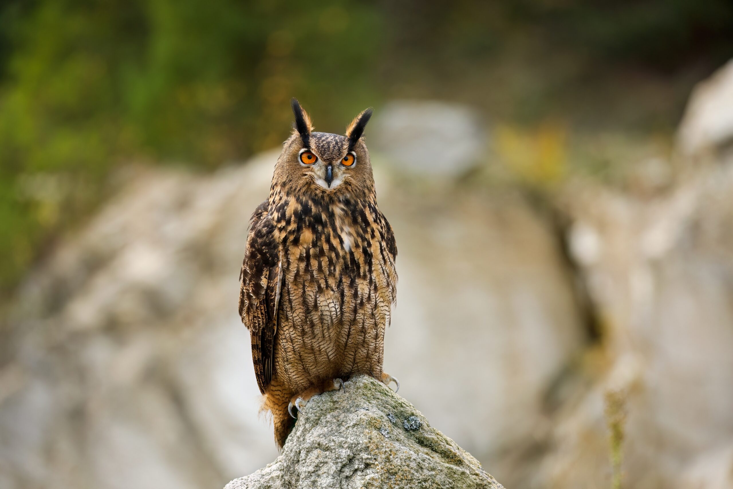 Seeing an Owl During the Day Brings Bad Luck