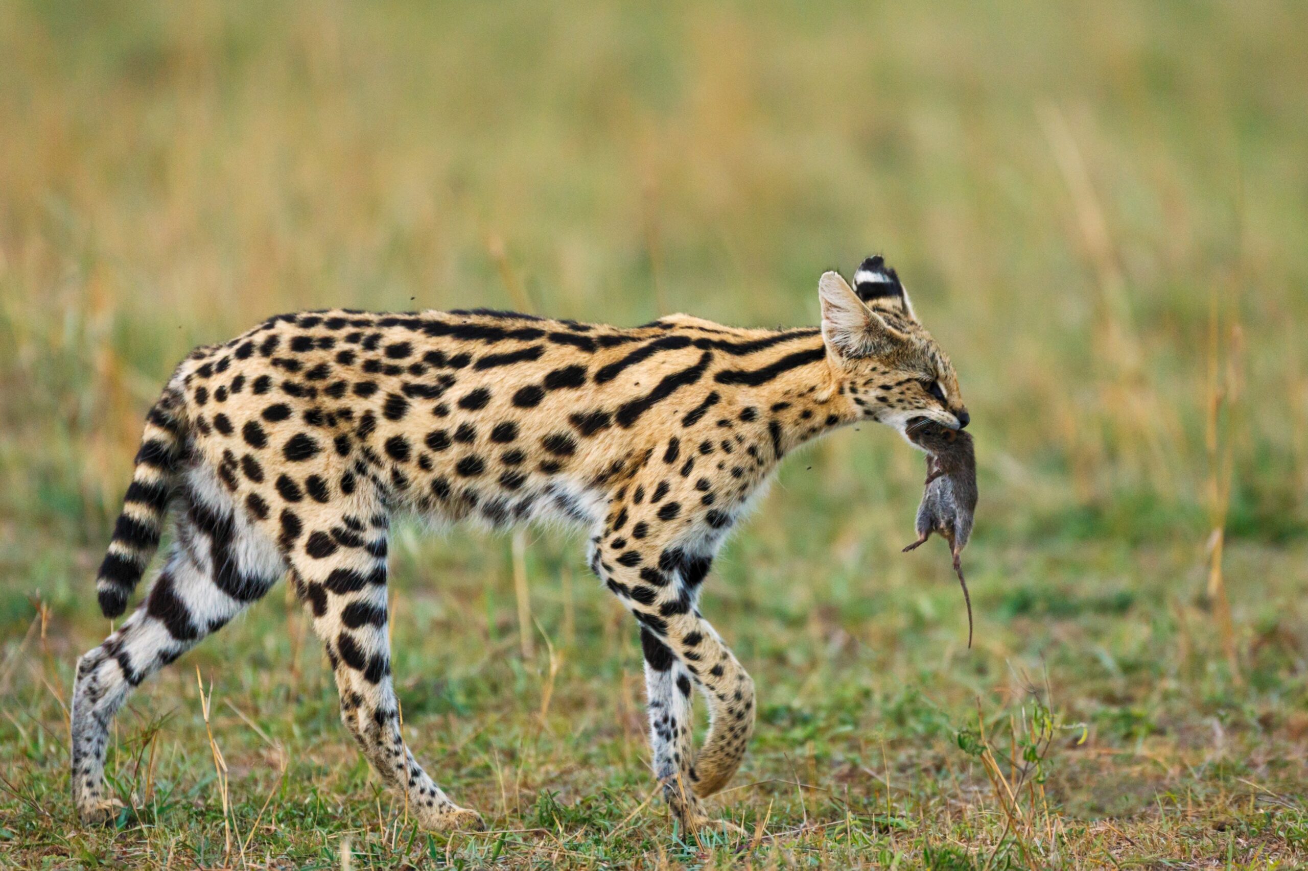 Serval