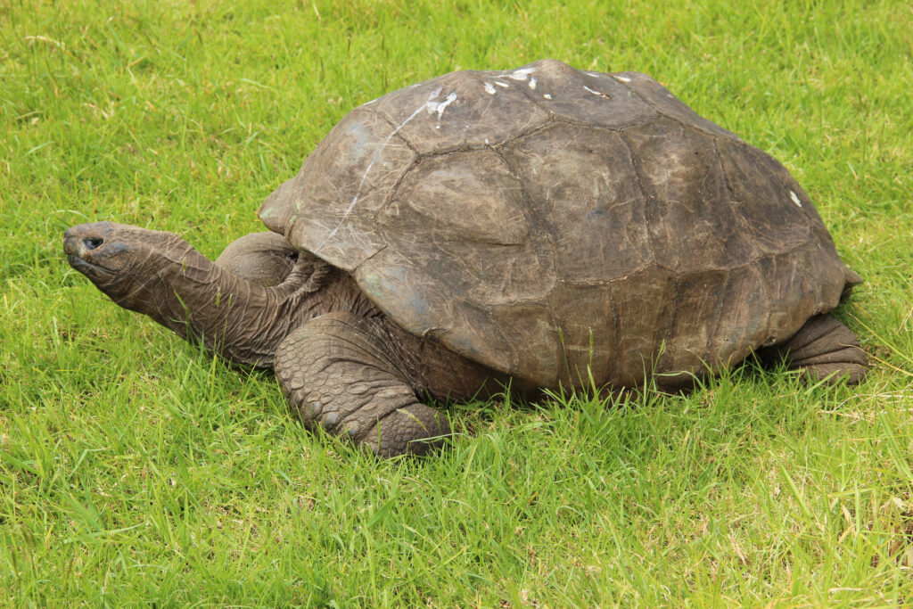 Seychelles Giant Tortoise