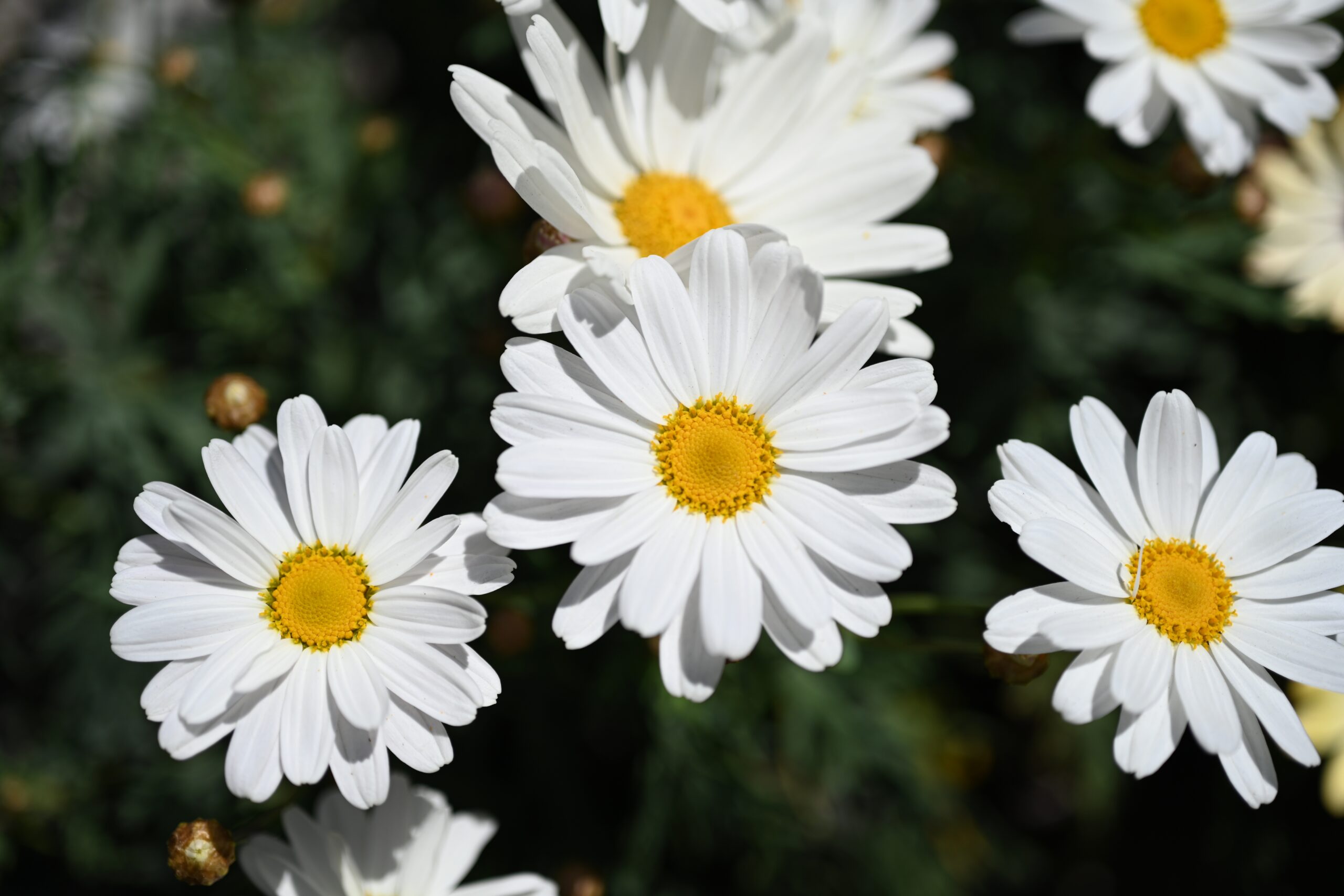 Shasta Daisy (Leucanthemum x superbum)