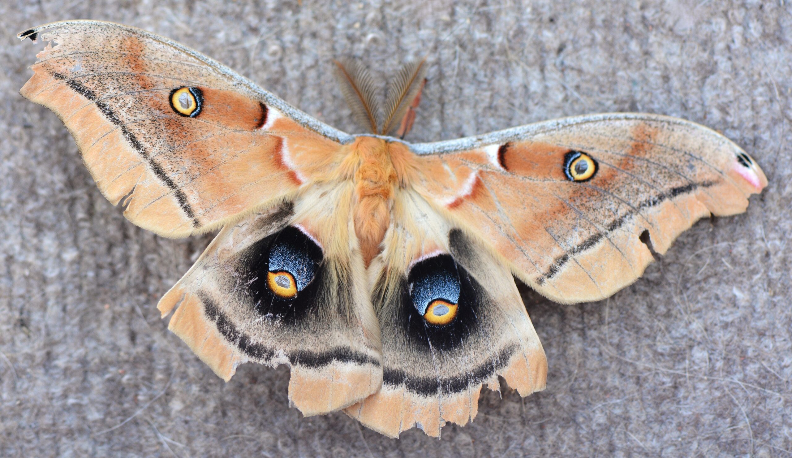 Silk Moth