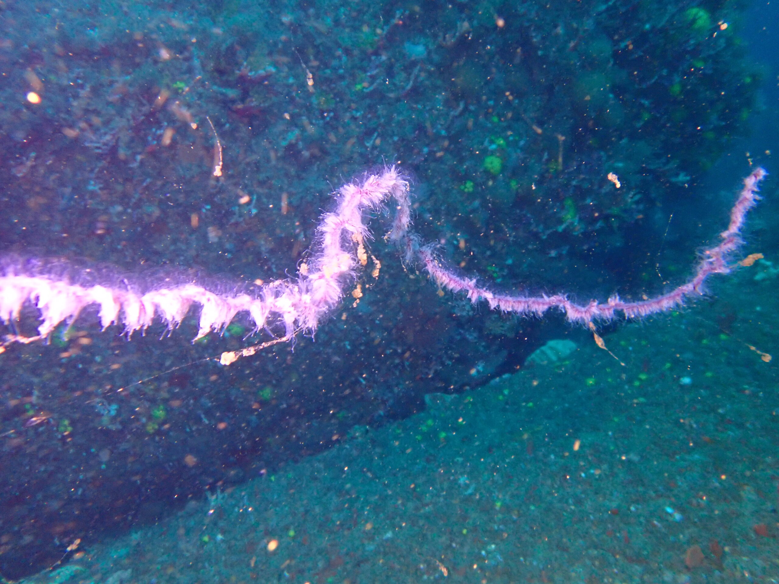 Siphonophore