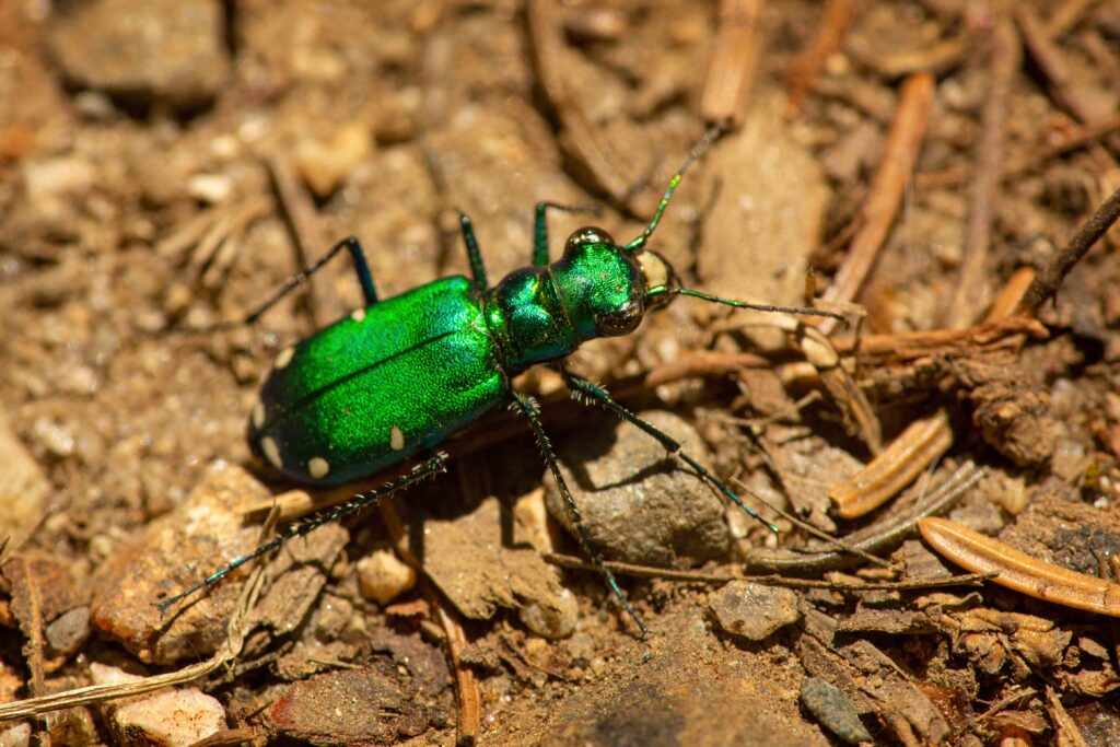 Six-Spotted Tiger Beetle (Cicindela sexguttata)