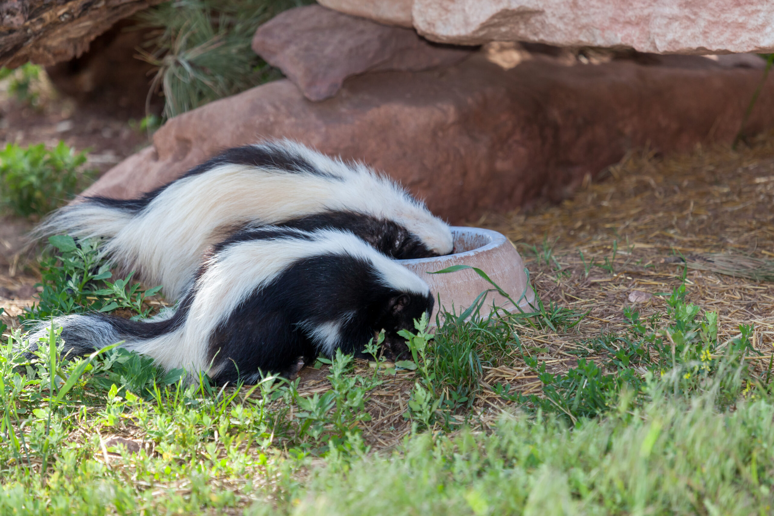 Skunk in the city