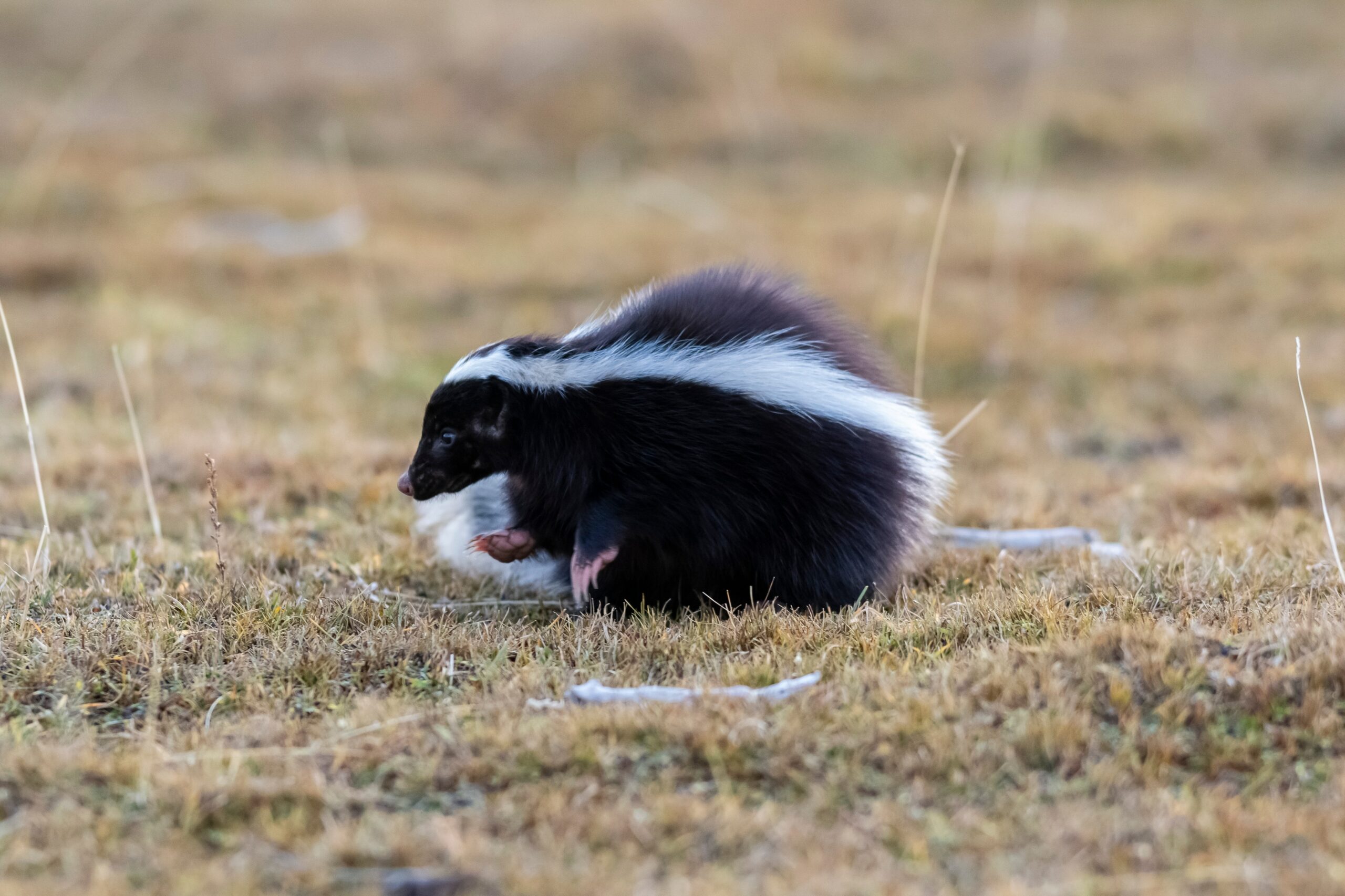 Skunk