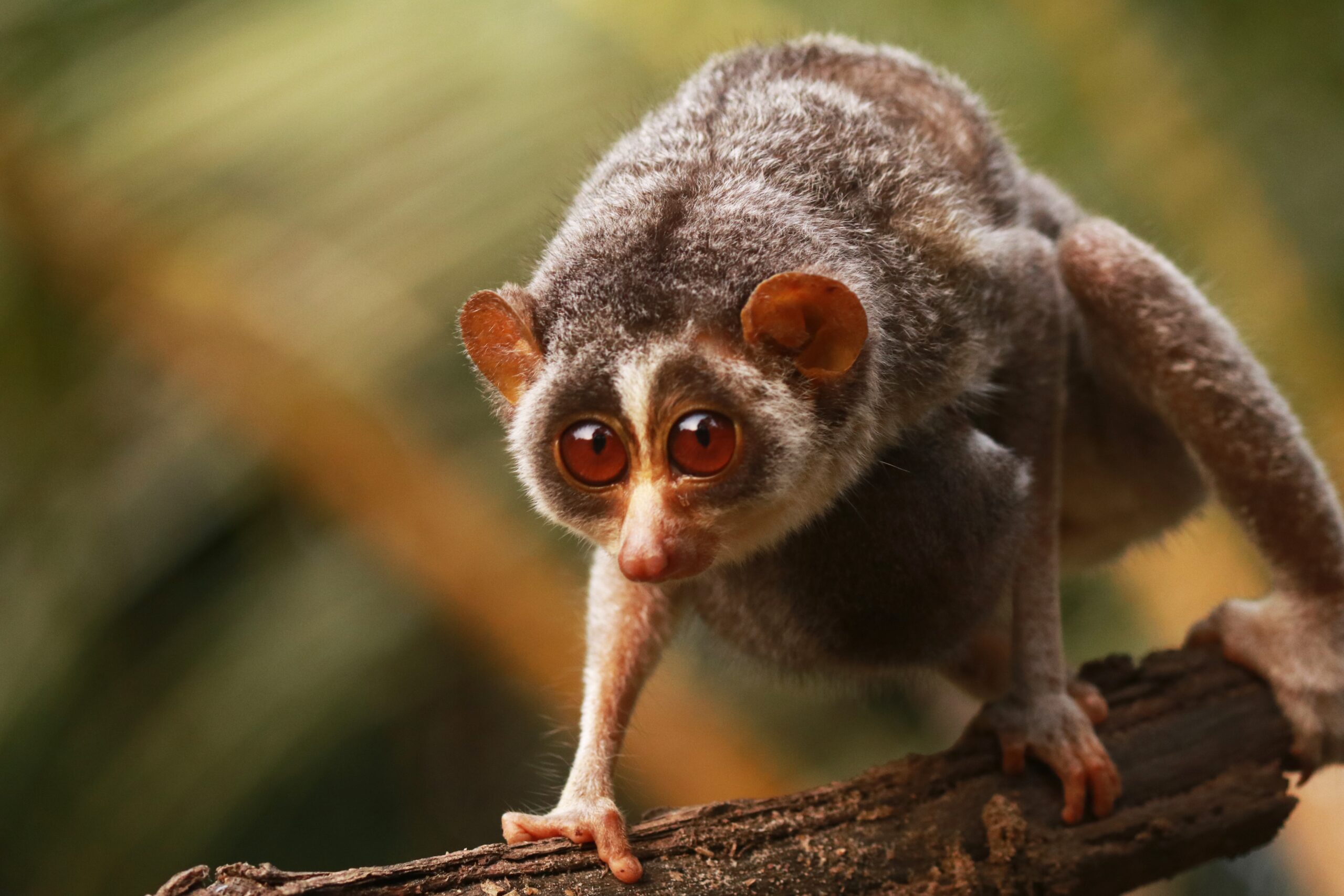 Slender Loris