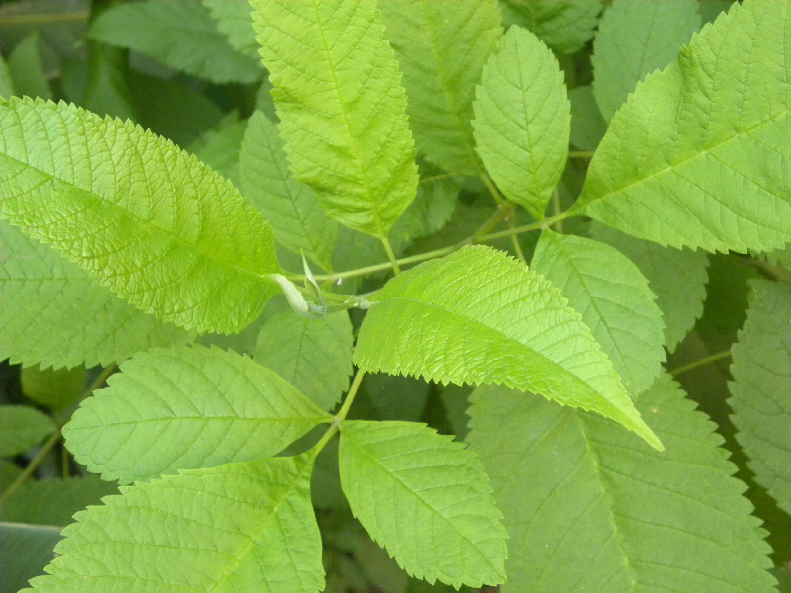 Slippery Elm (Ulmus rubra)