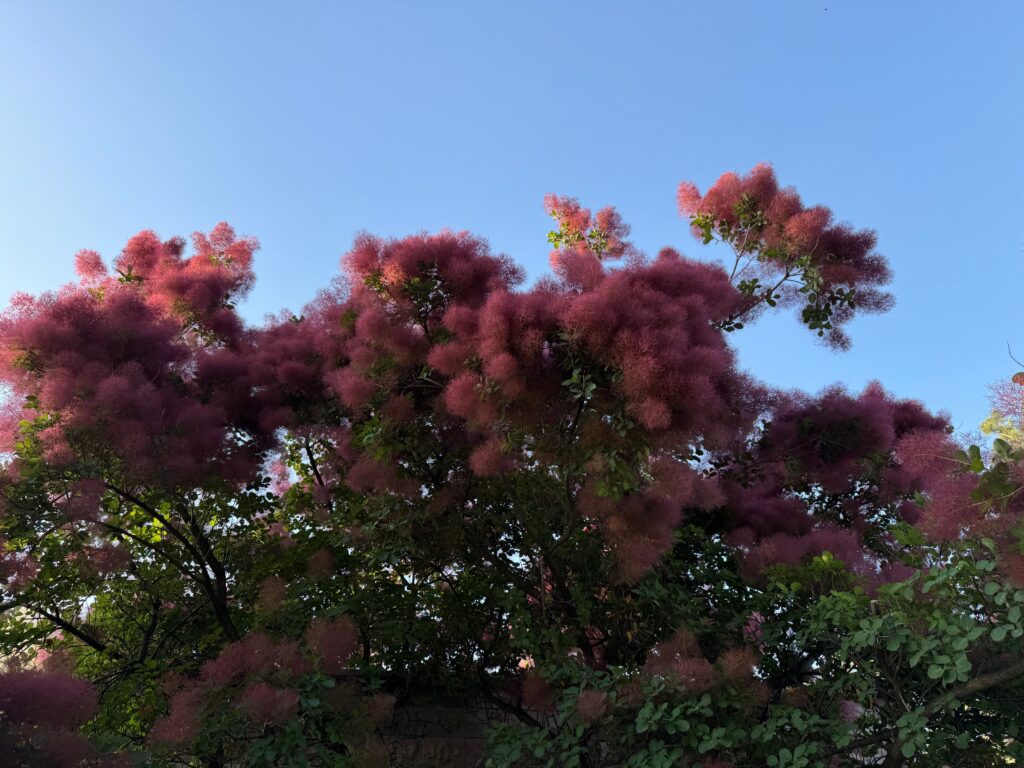 Smoke Tree (Cotinus coggygria)