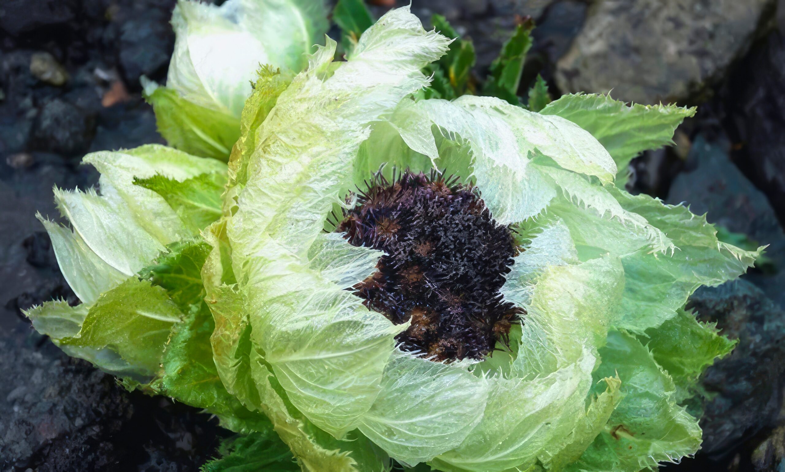 Snow Lotus (Saussurea involucrata)