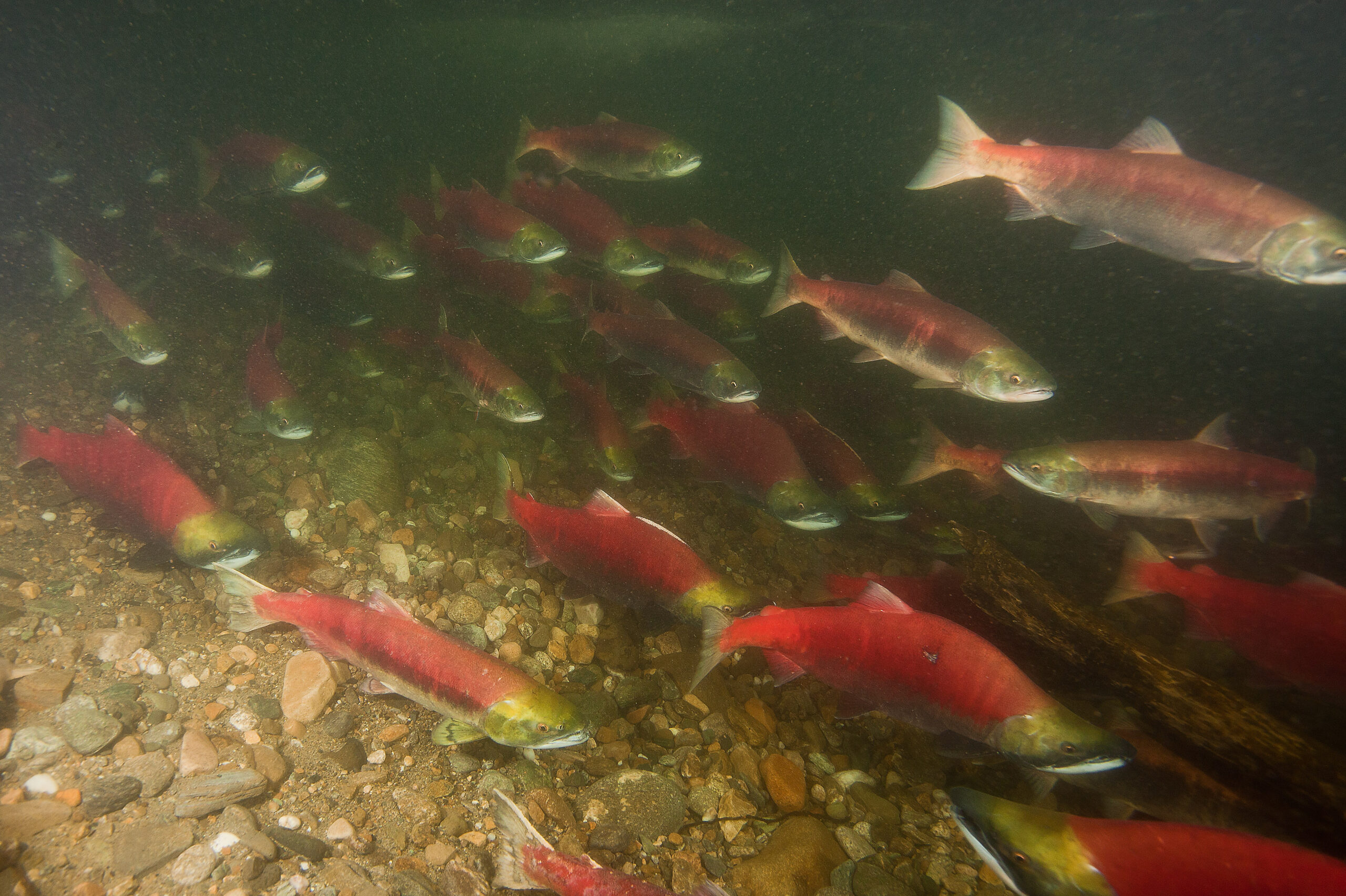 Sockeye Salmon Migration in the Pacific Northwest