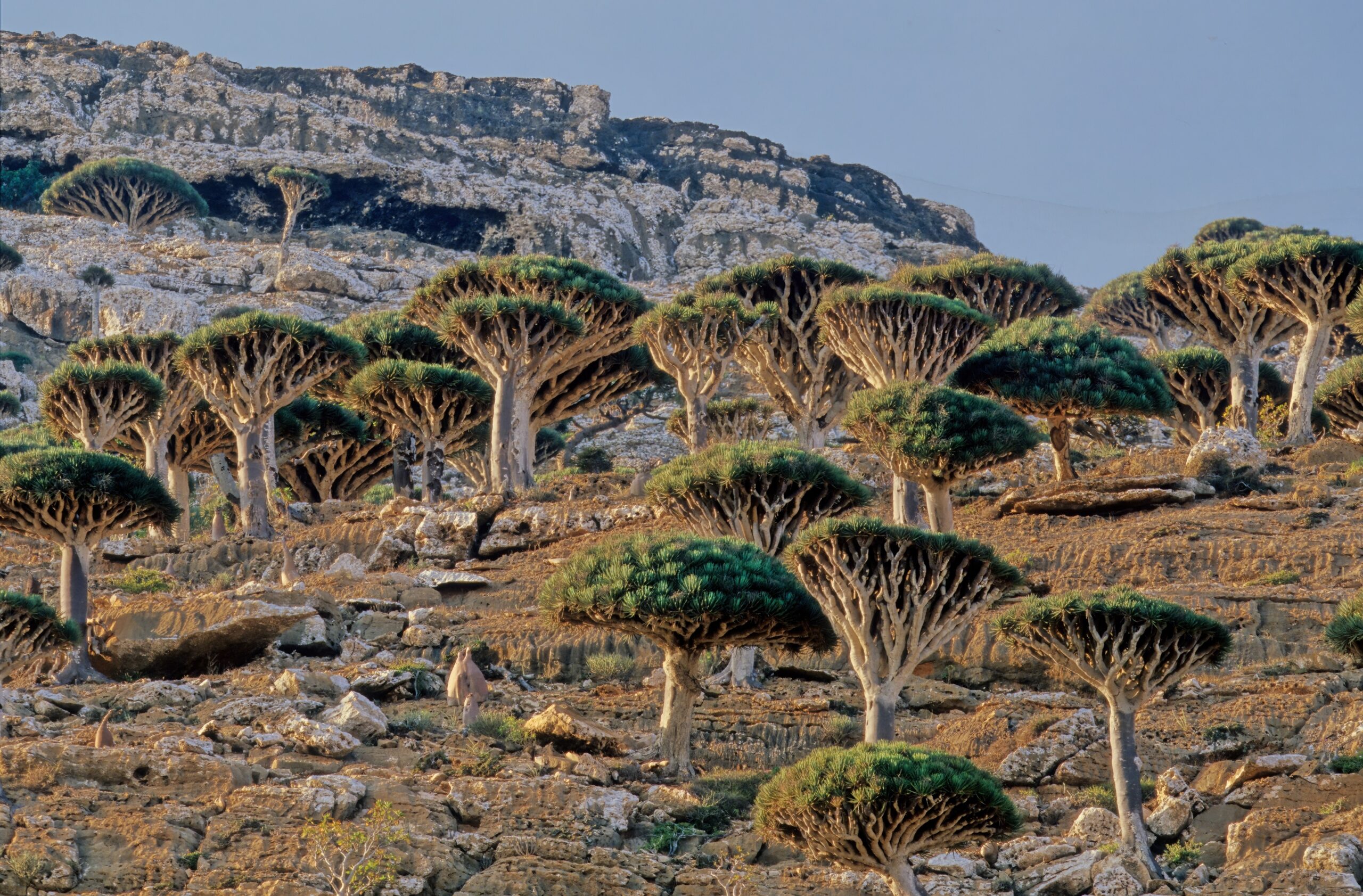 Socotra Archipelago, Yemen