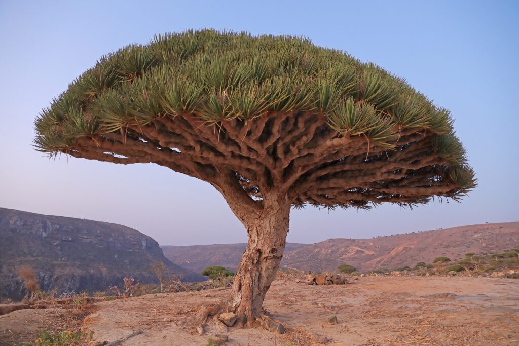 Socotra Dragon Blood Tree