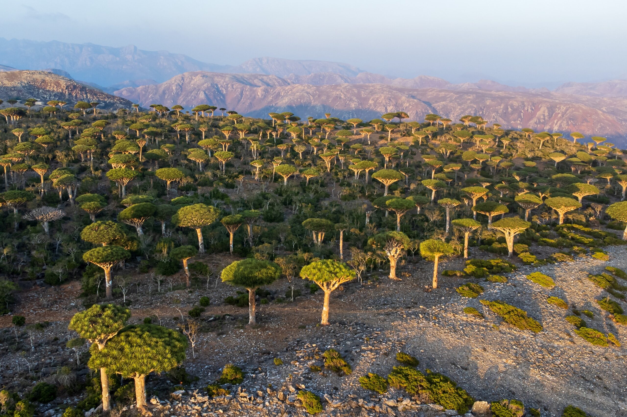 Socotra Island