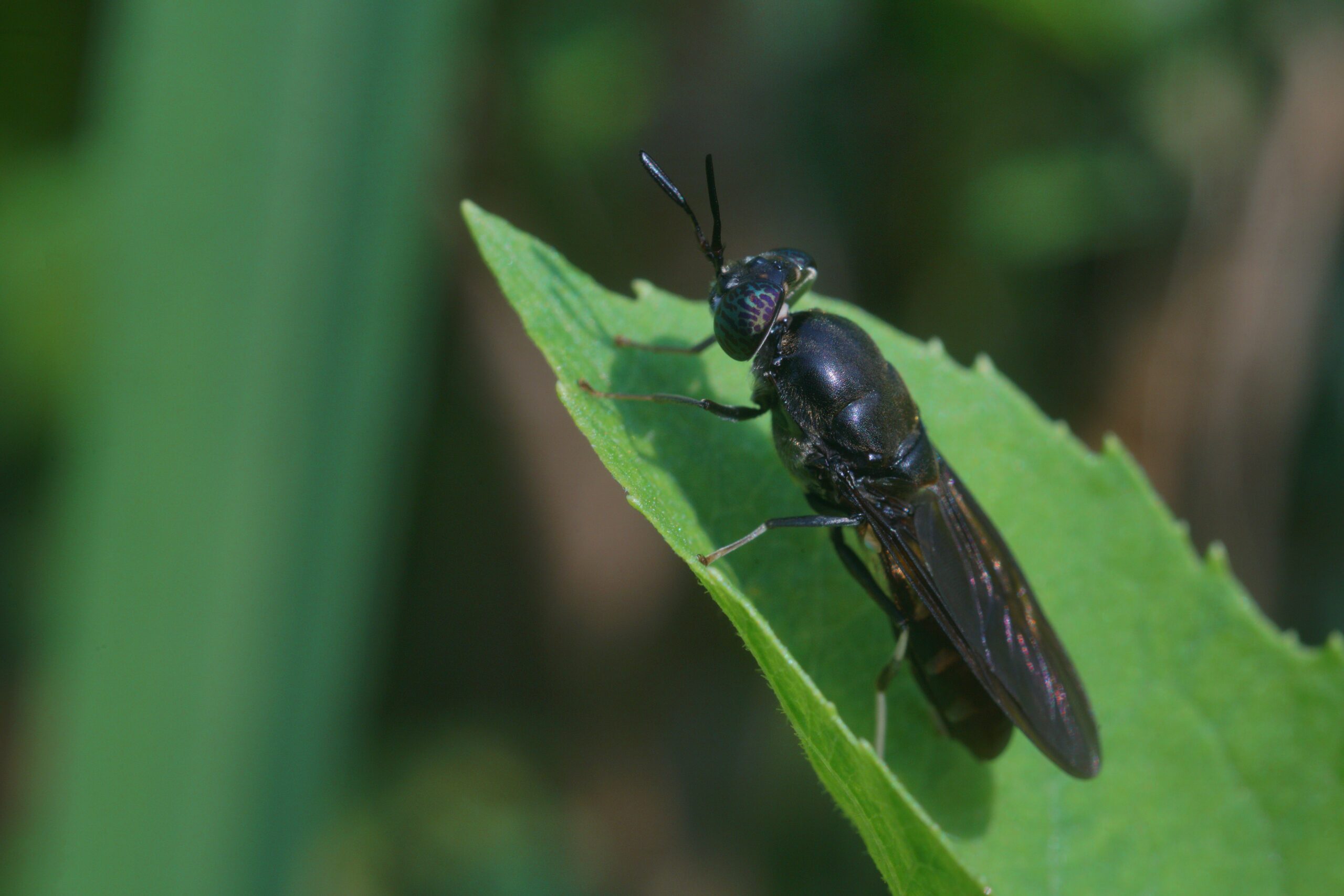 Soldier Fly