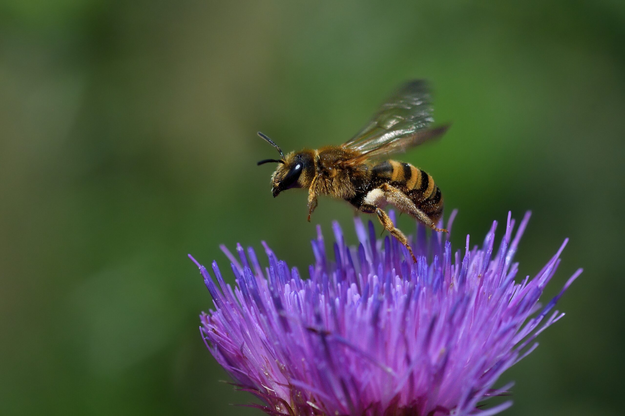 Solitary Bees