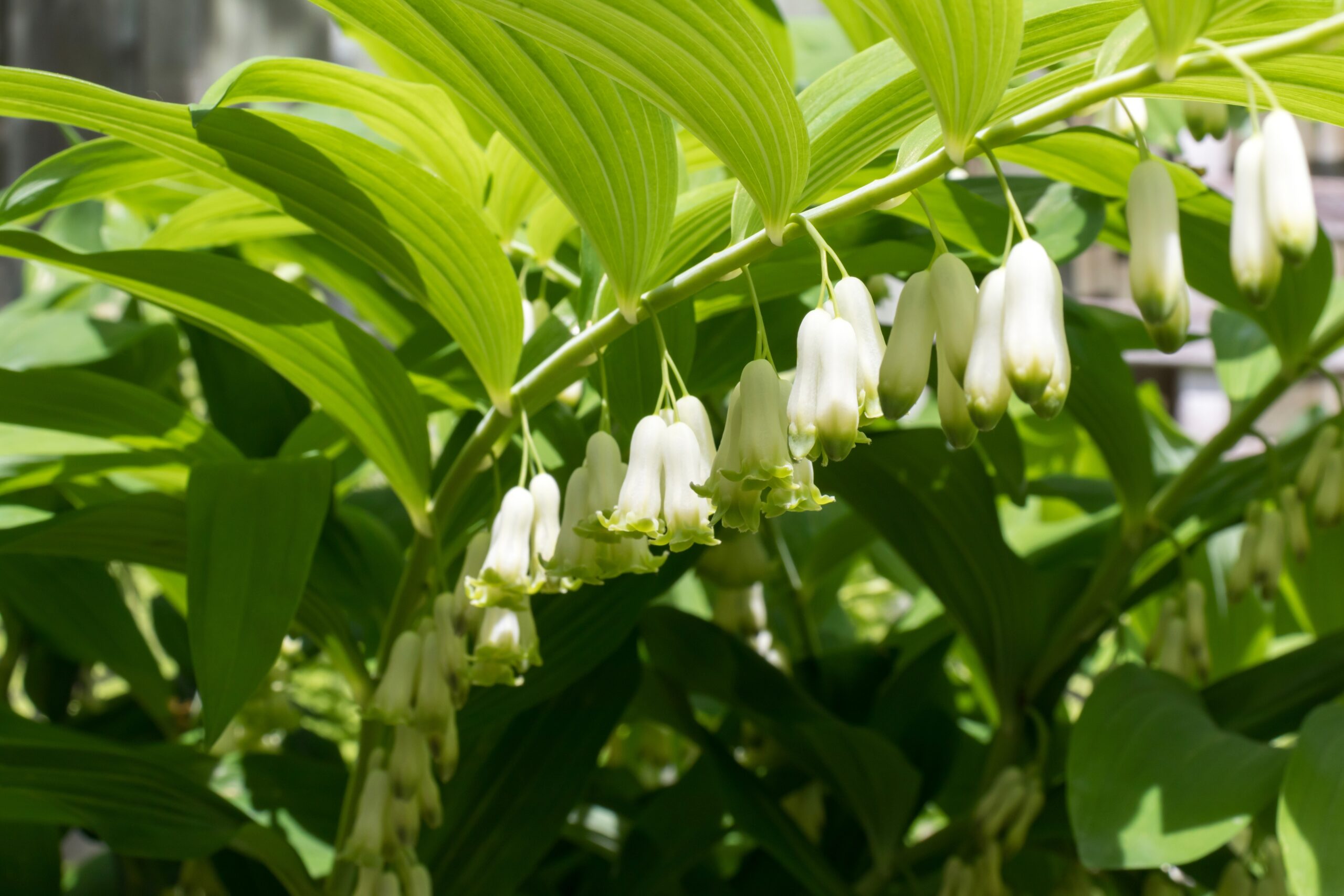 Solomon's Seal