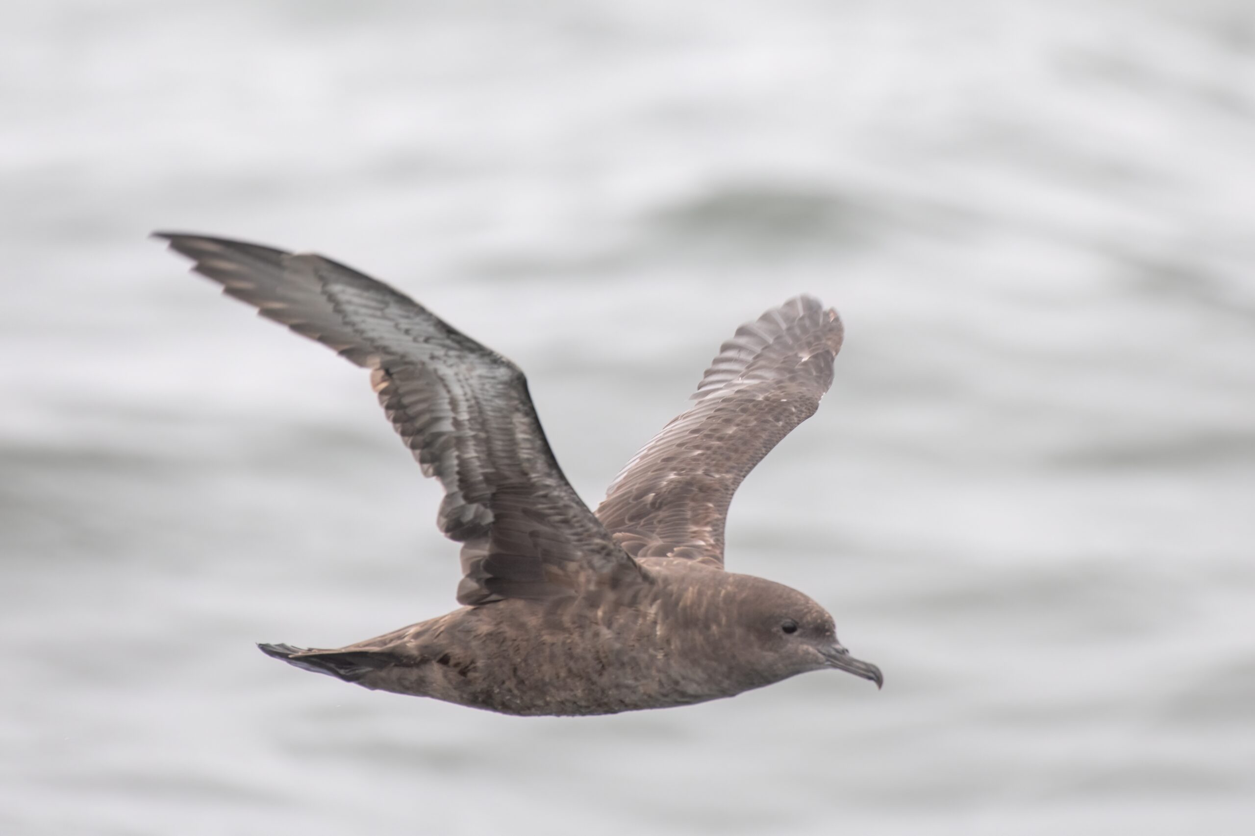 Sooty Shearwater