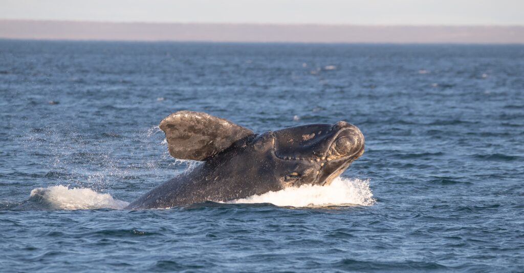 Southern Right Whale