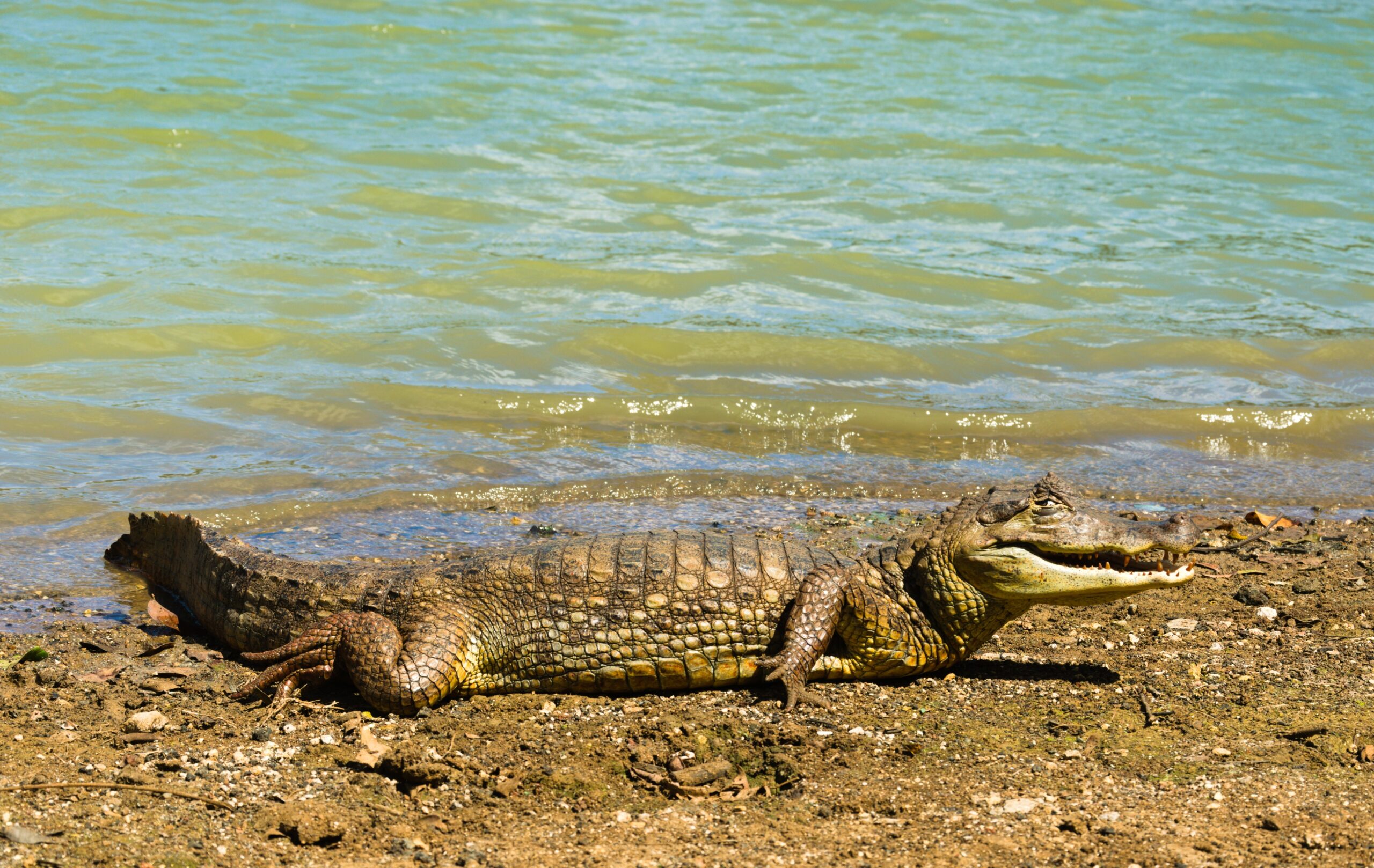 Spectacled Caiman