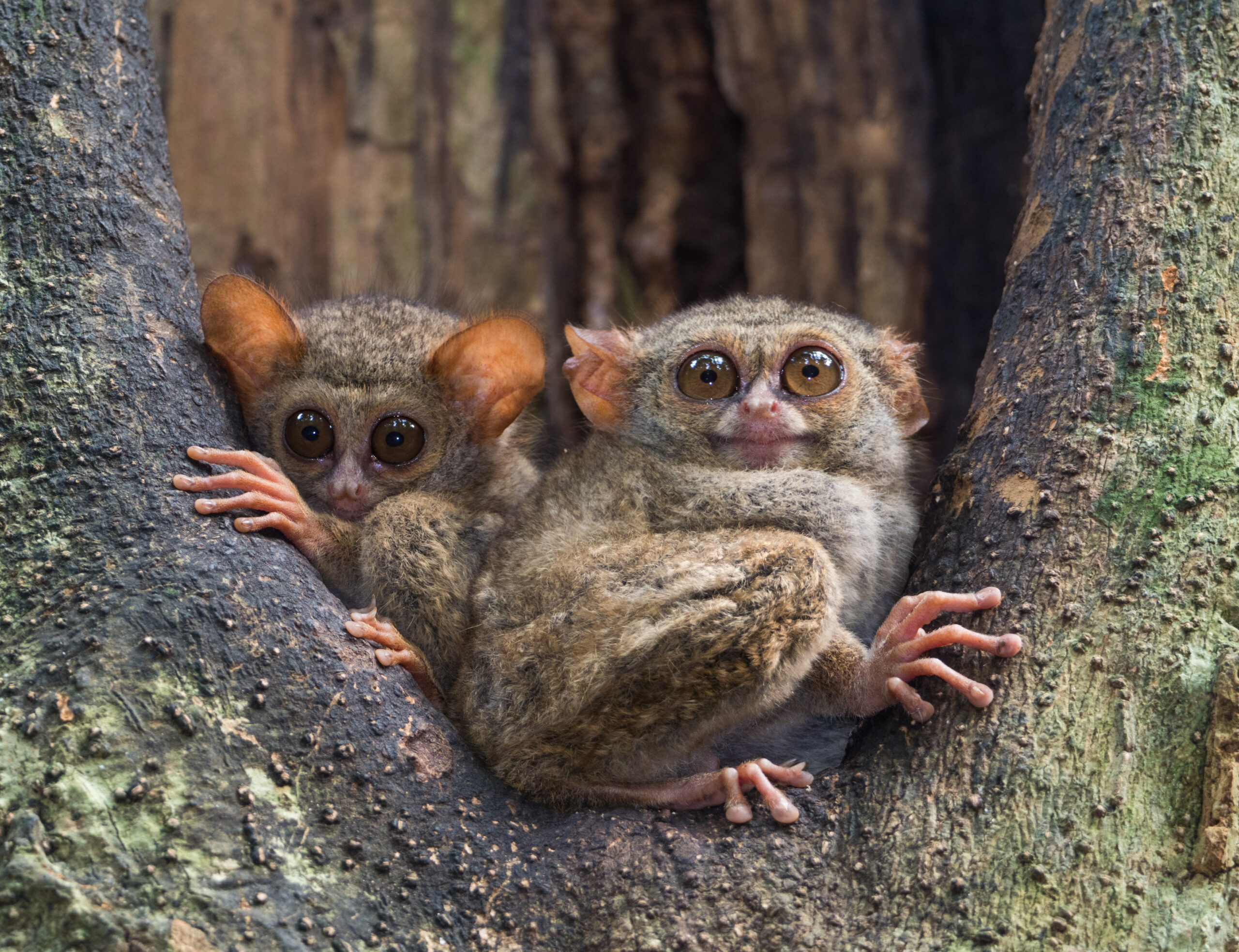 Spectral Tarsier