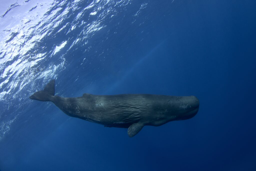 Sperm Whale