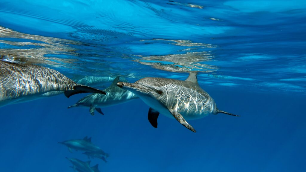 Spinner Dolphin