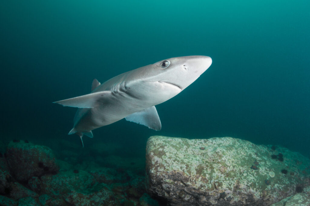 Spiny Dogfish Shark