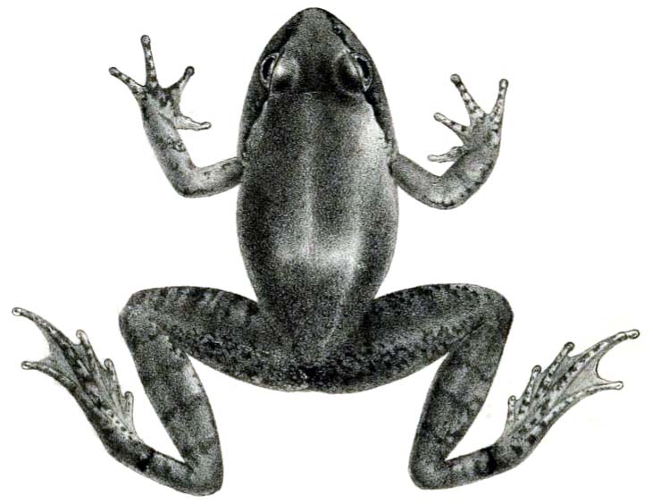 Spiny Hill Frog (Nanorana vicina)