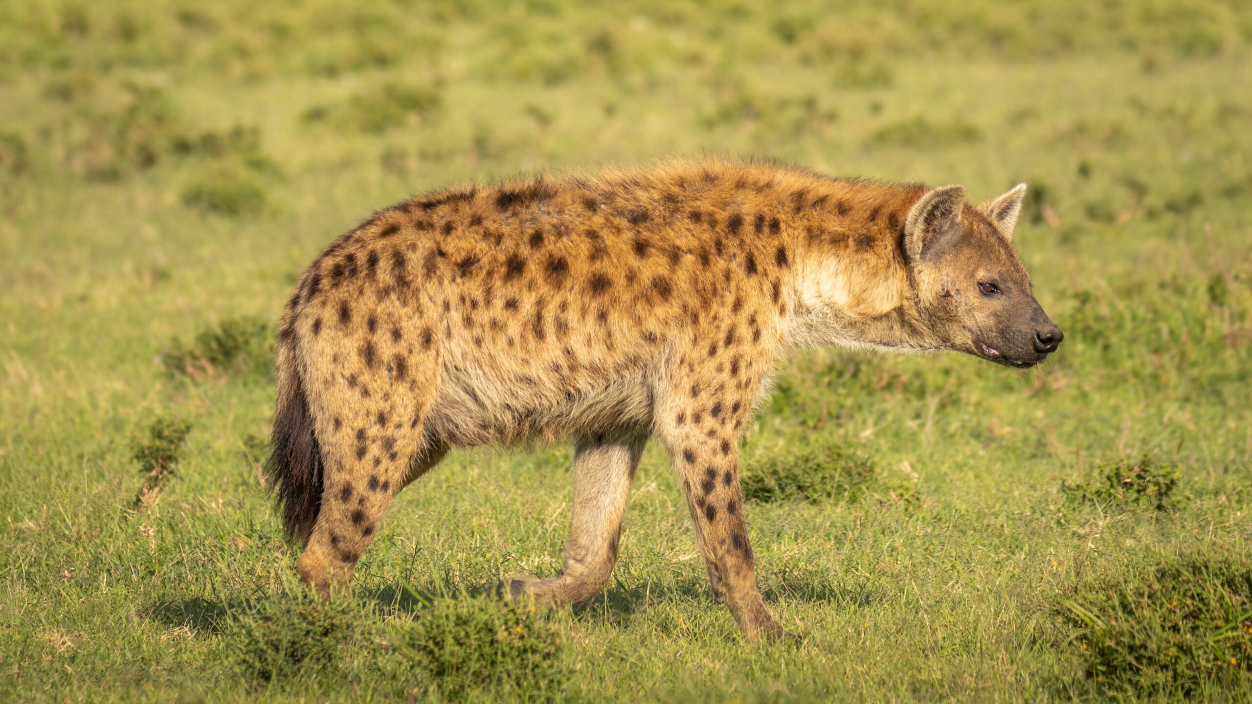 Spotted Hyena