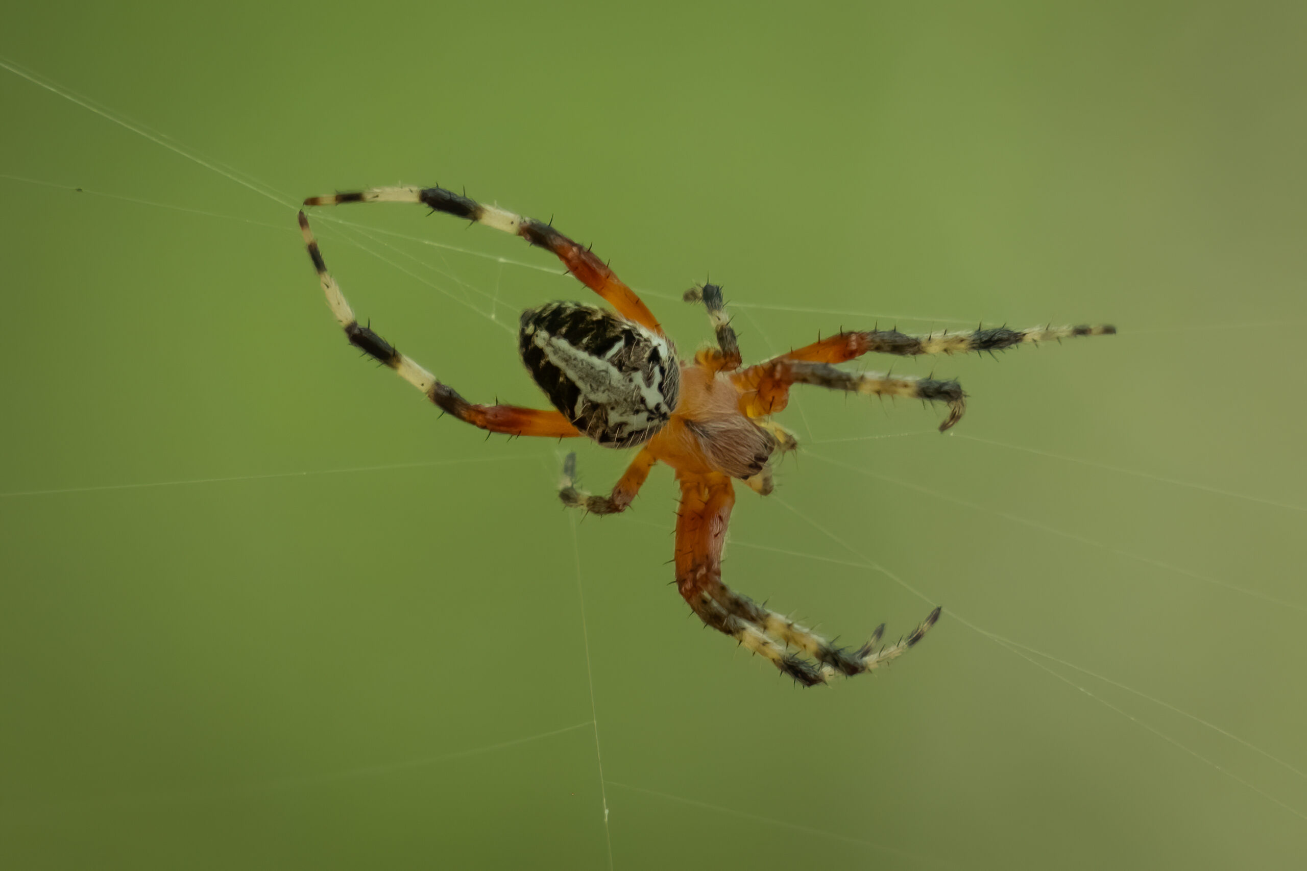 Spotted Orb-Weaver (Neoscona domiciliorum)