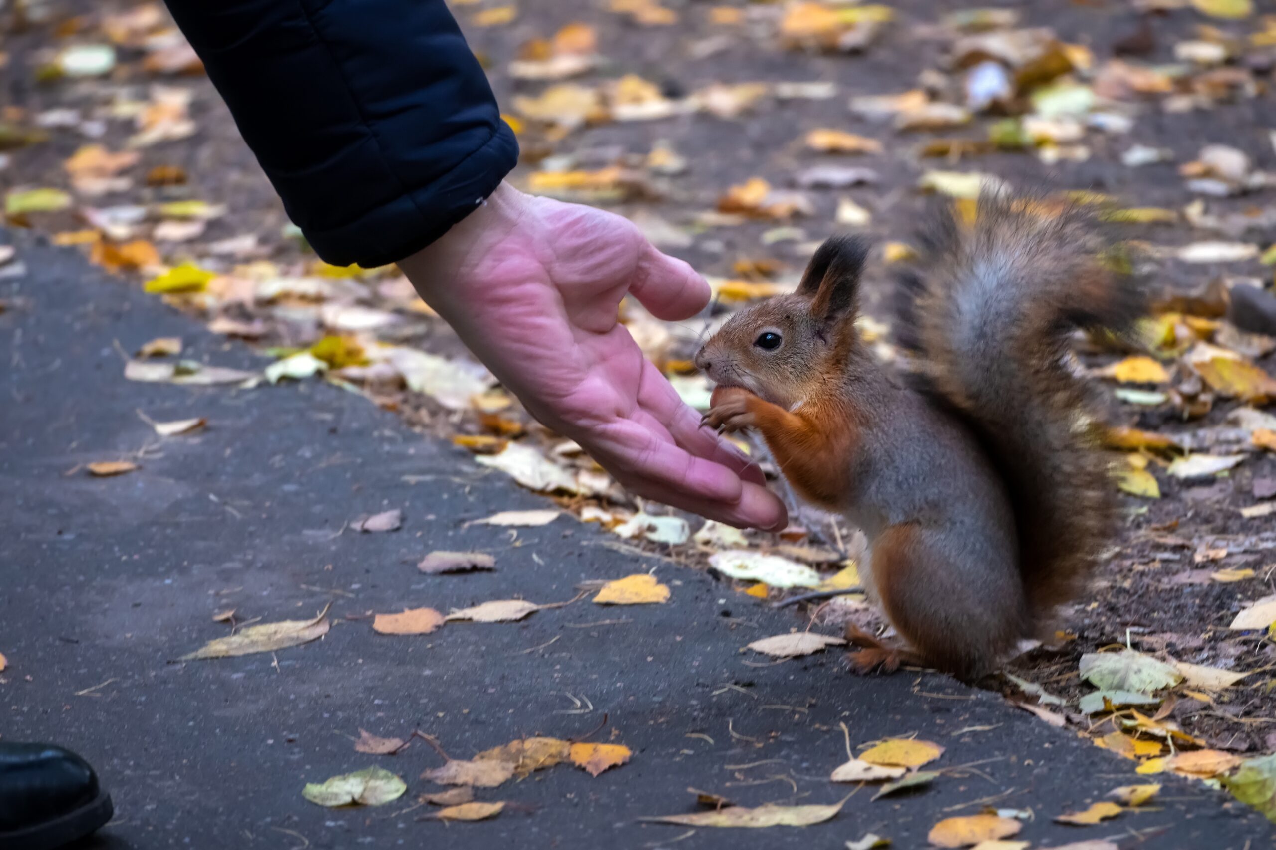 Squirrel in the city