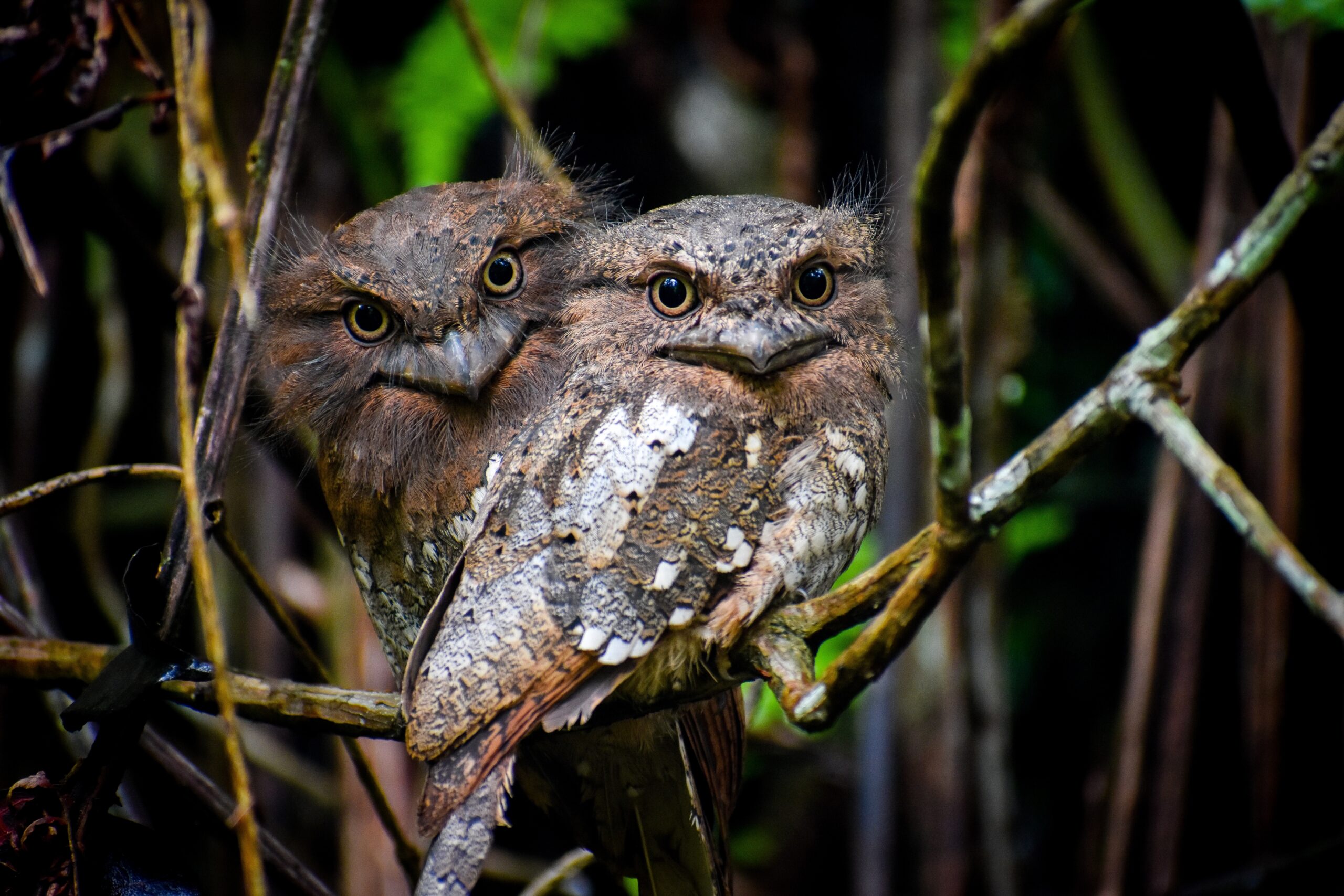 Sri Lankan Frogmouth