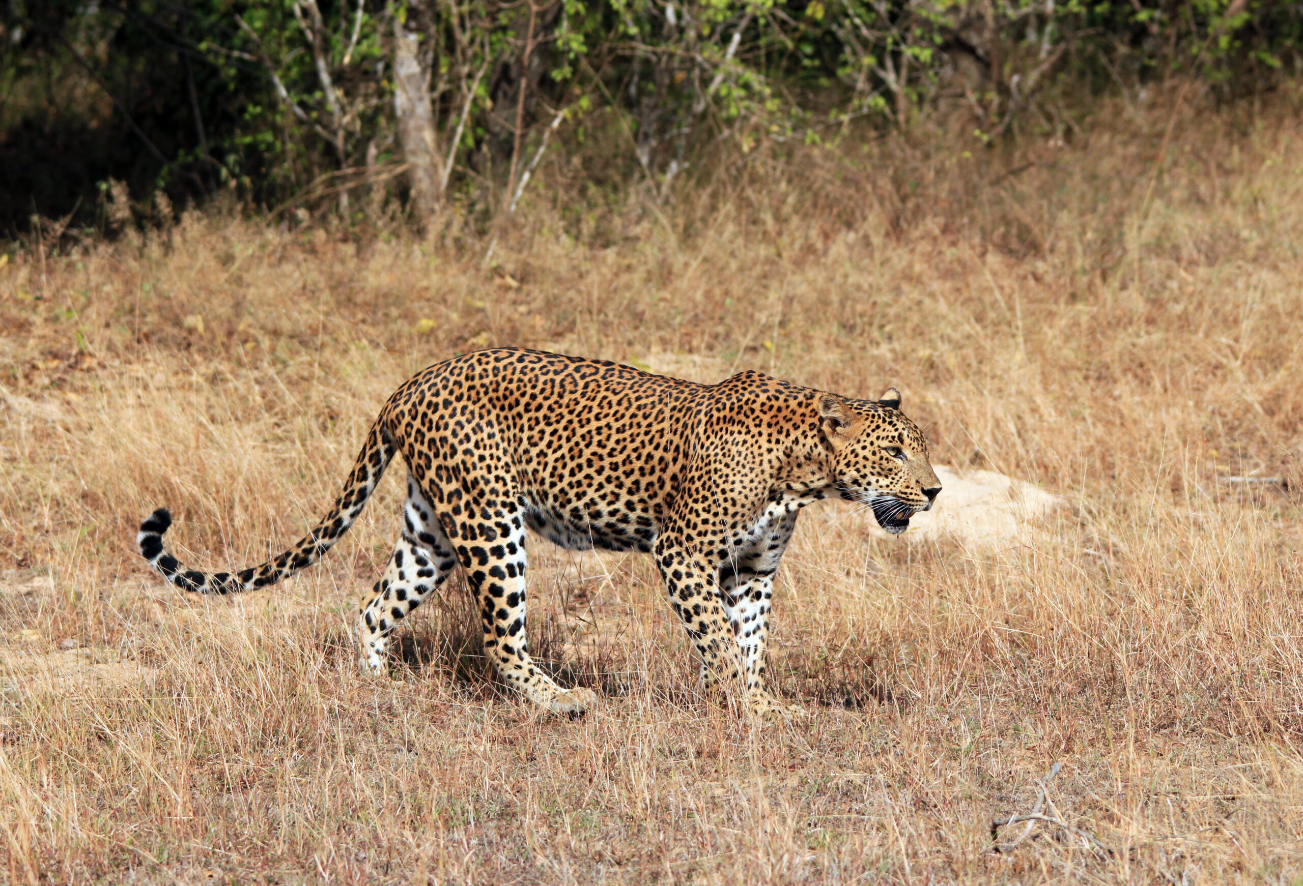 Sri Lankan Leopard