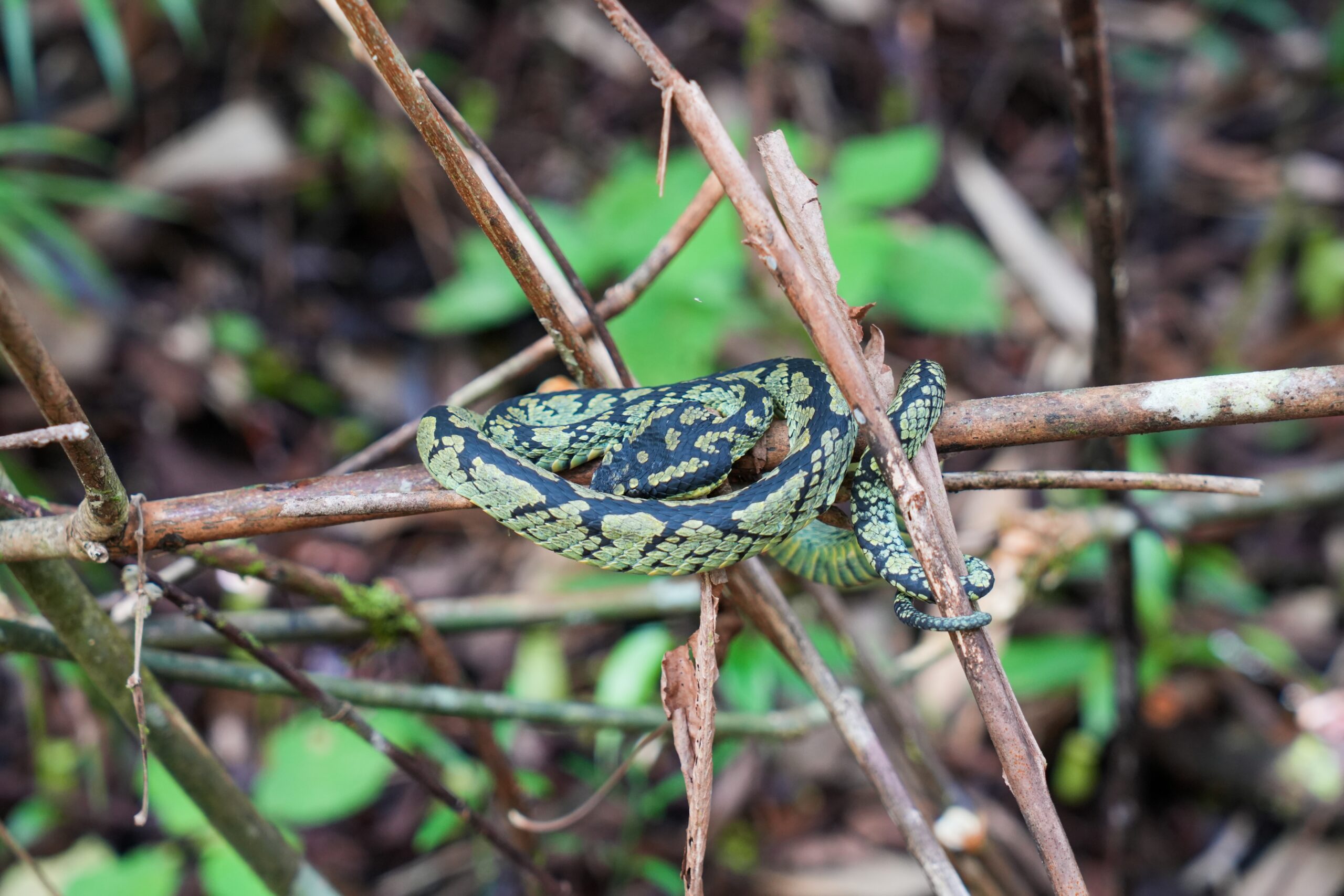 Sri Lankan Pit Viper