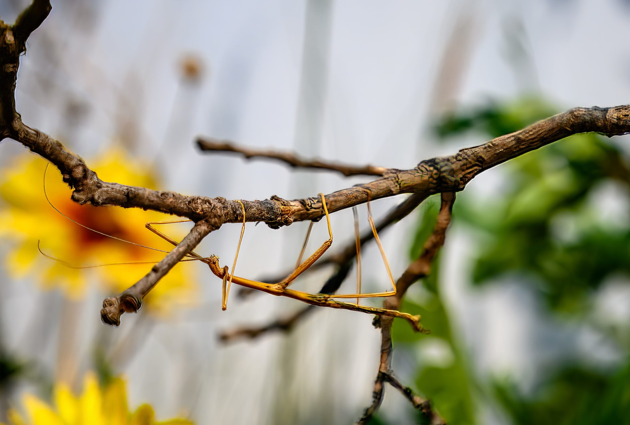 Stick Insect