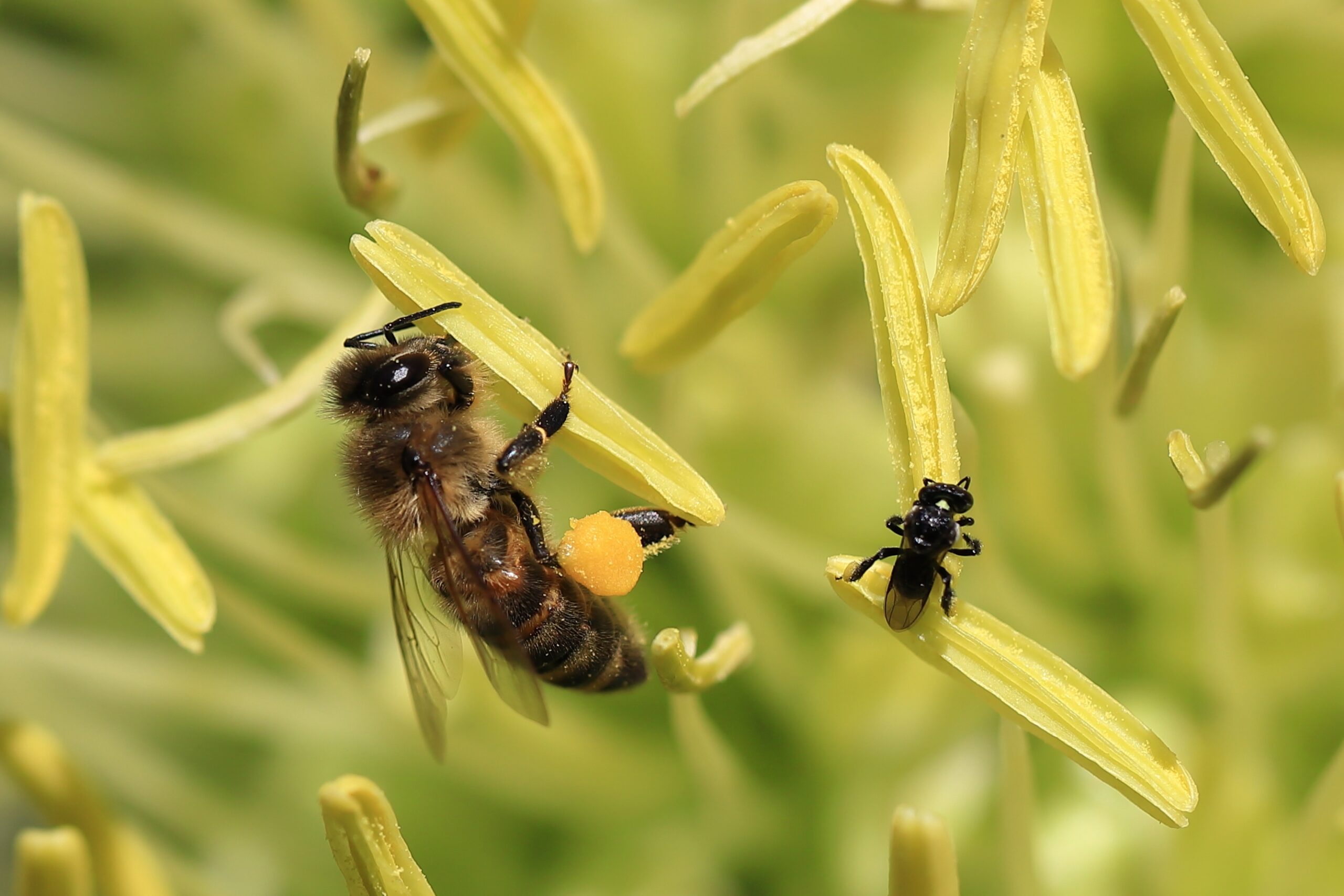 Stingless Bees