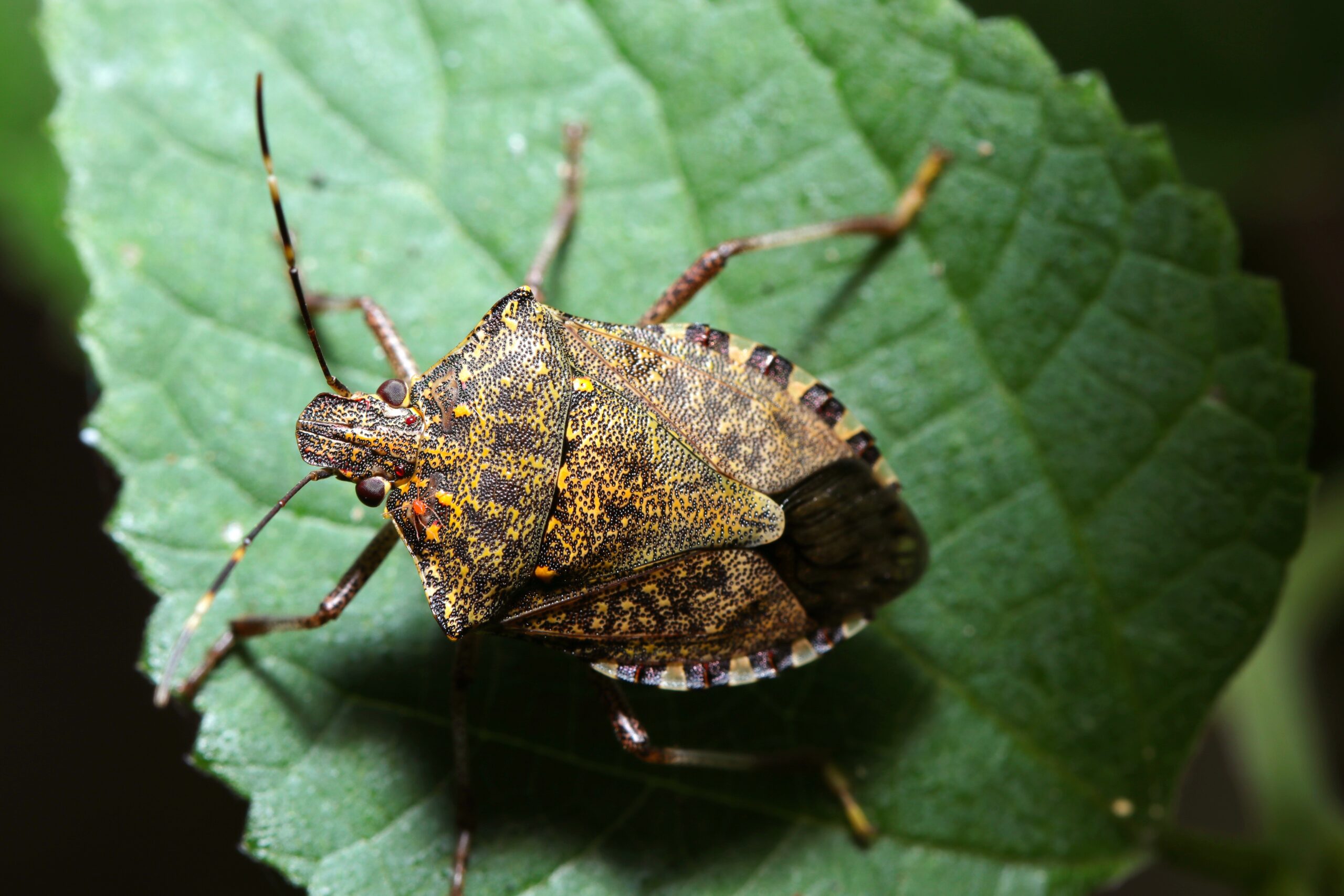 Stink Bug