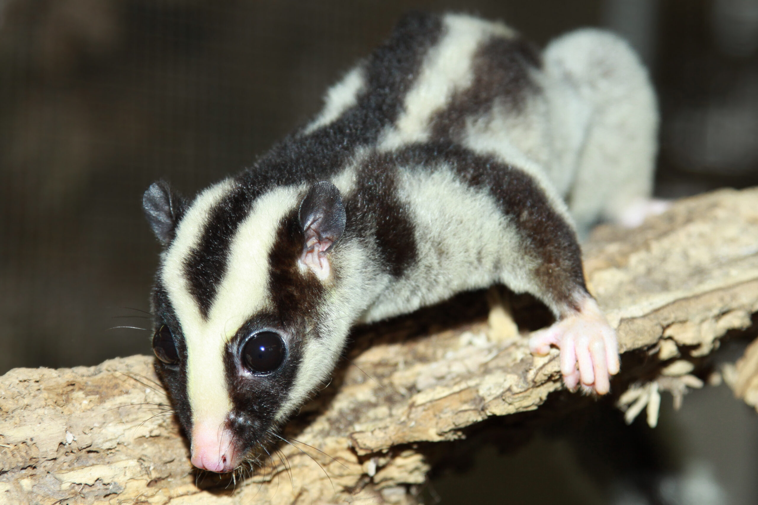 Striped Possum