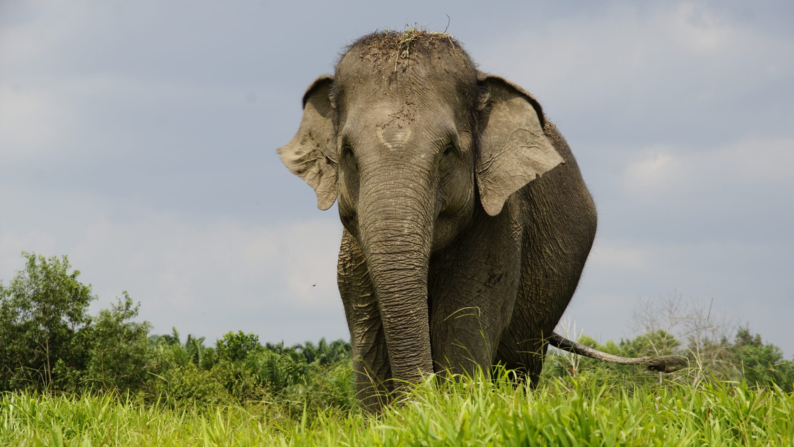 Sumatran Elephant