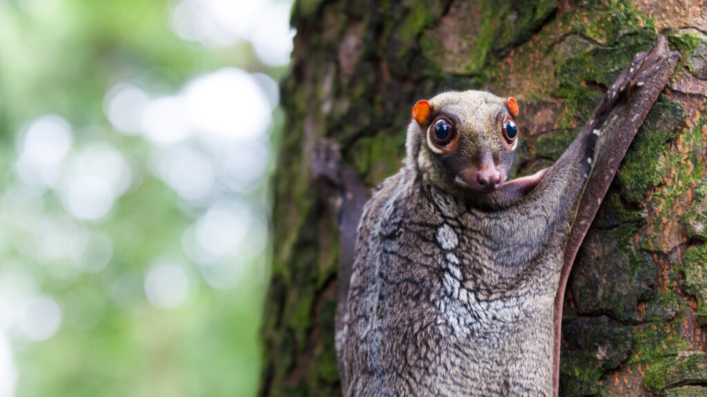 Sunda Colugo