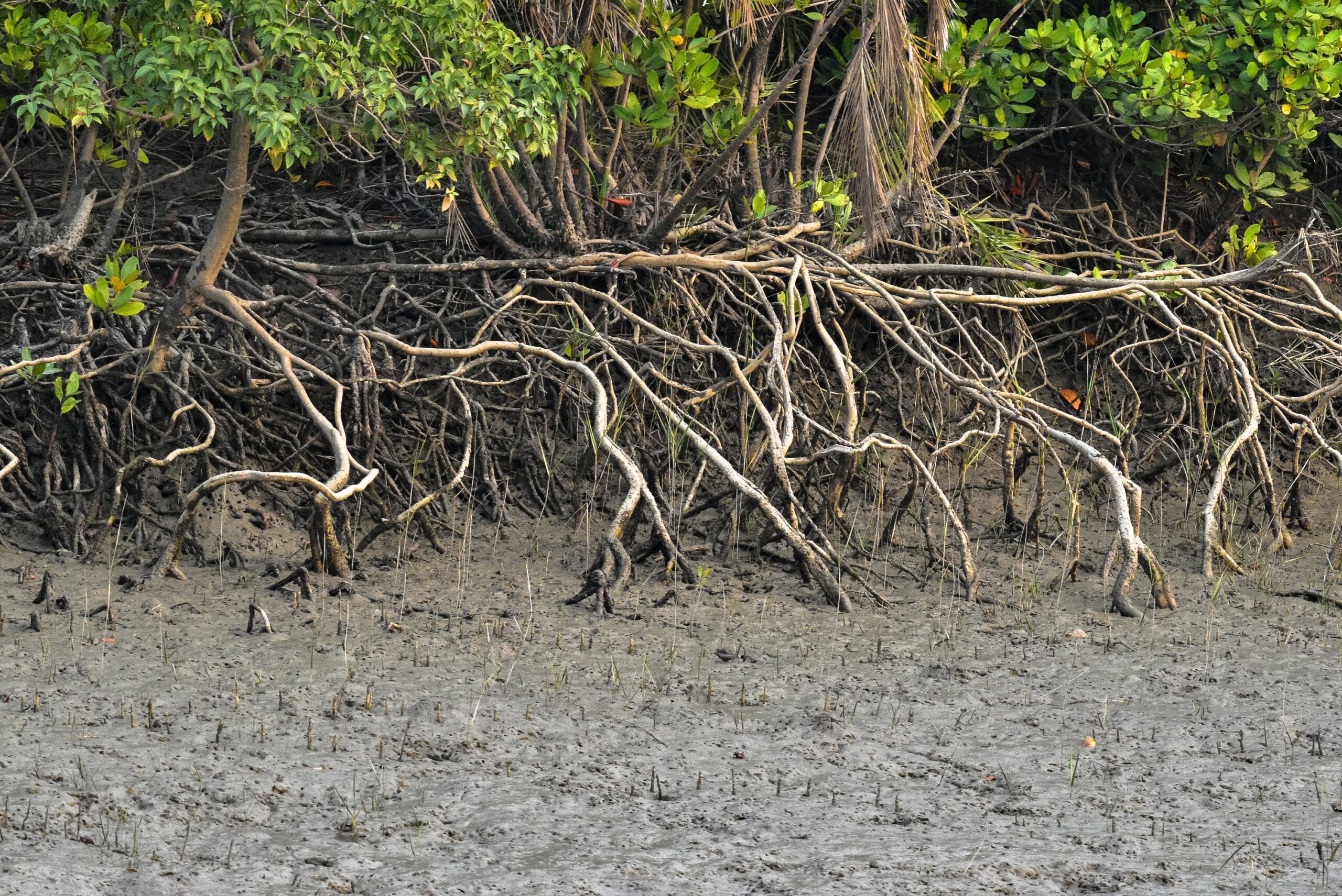 Sundarbans Mangrove Forest