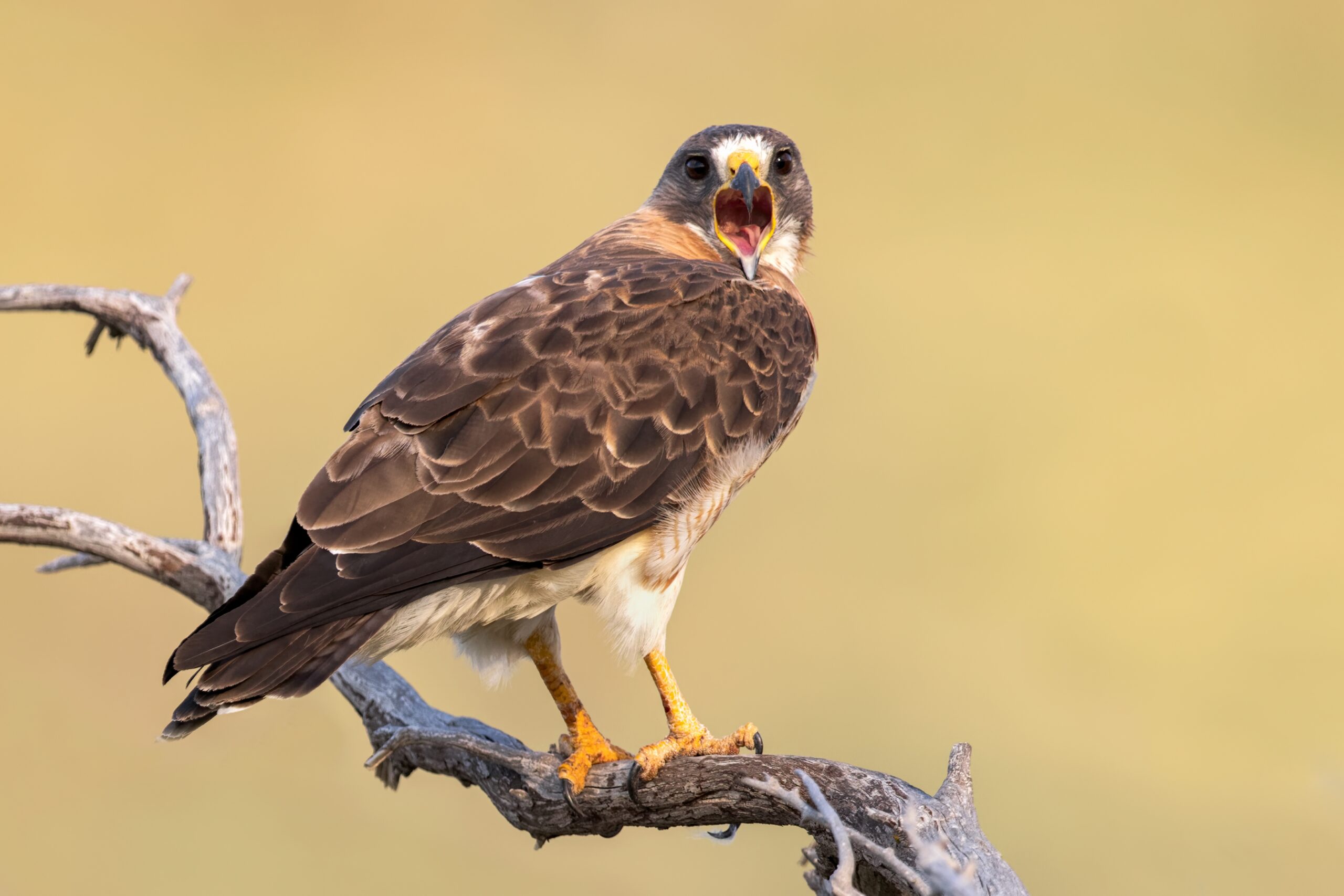 Swainson’s Hawk