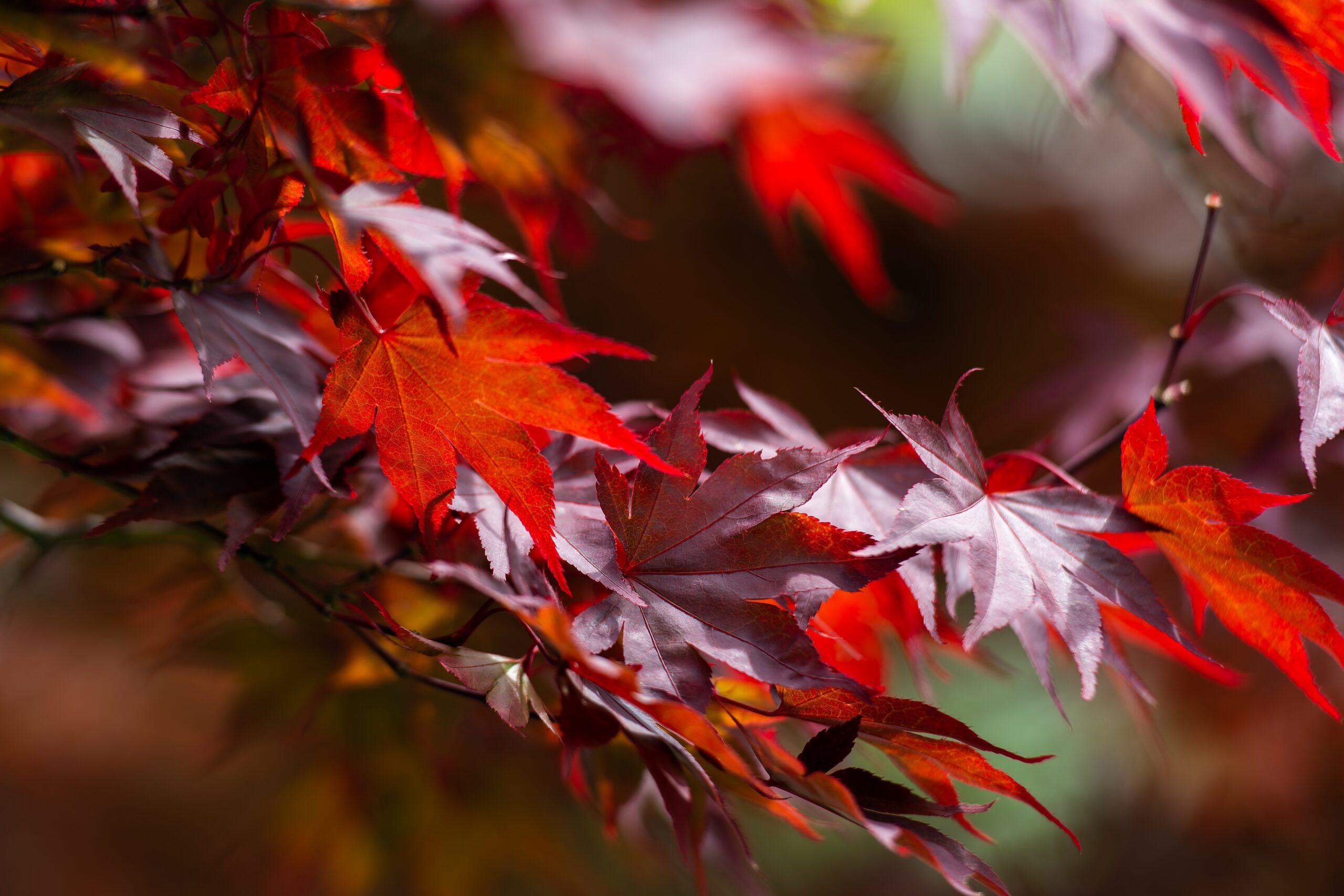 Sweetgum (Liquidambar styraciflua)