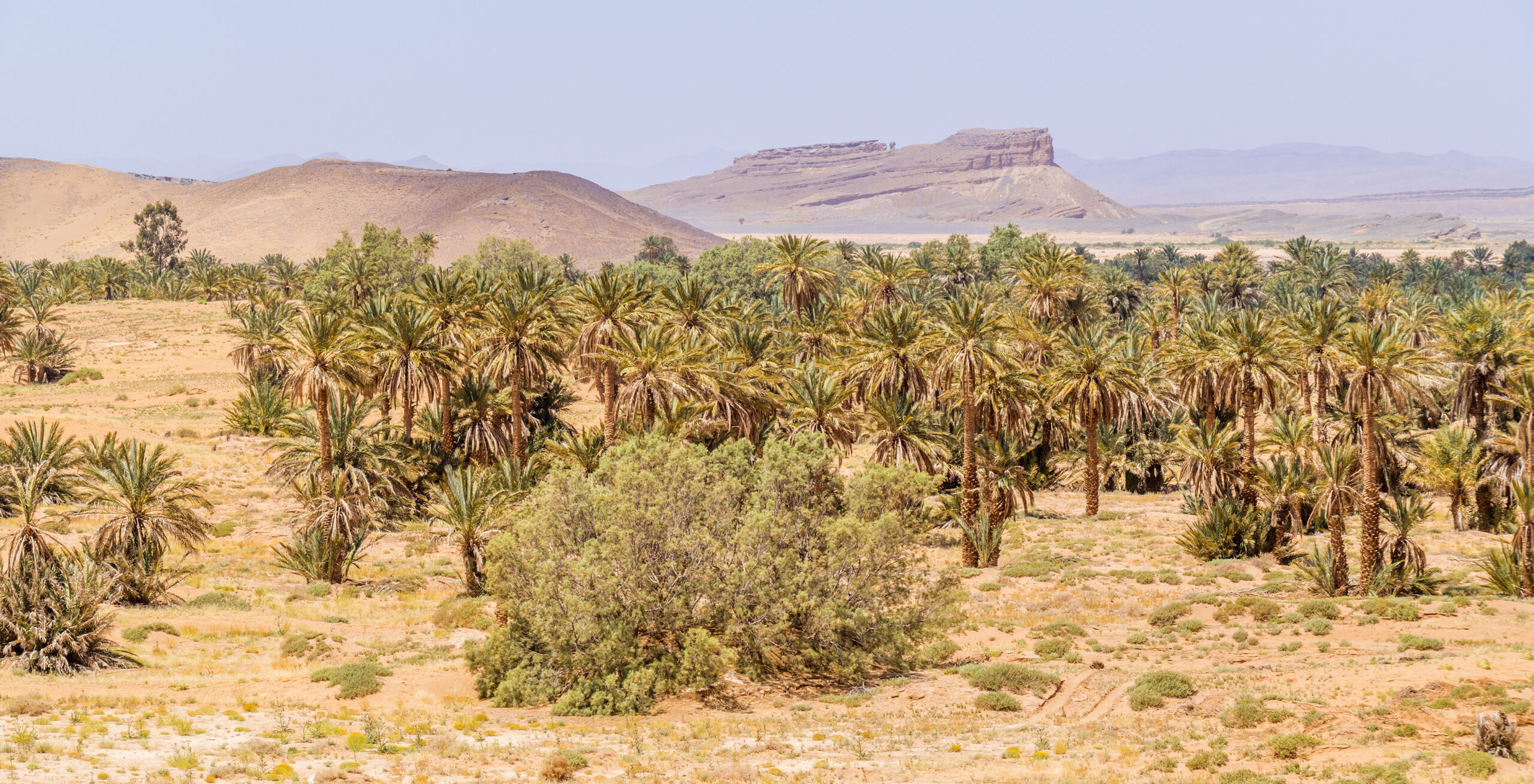 Tafilalt Oasis, Morocco