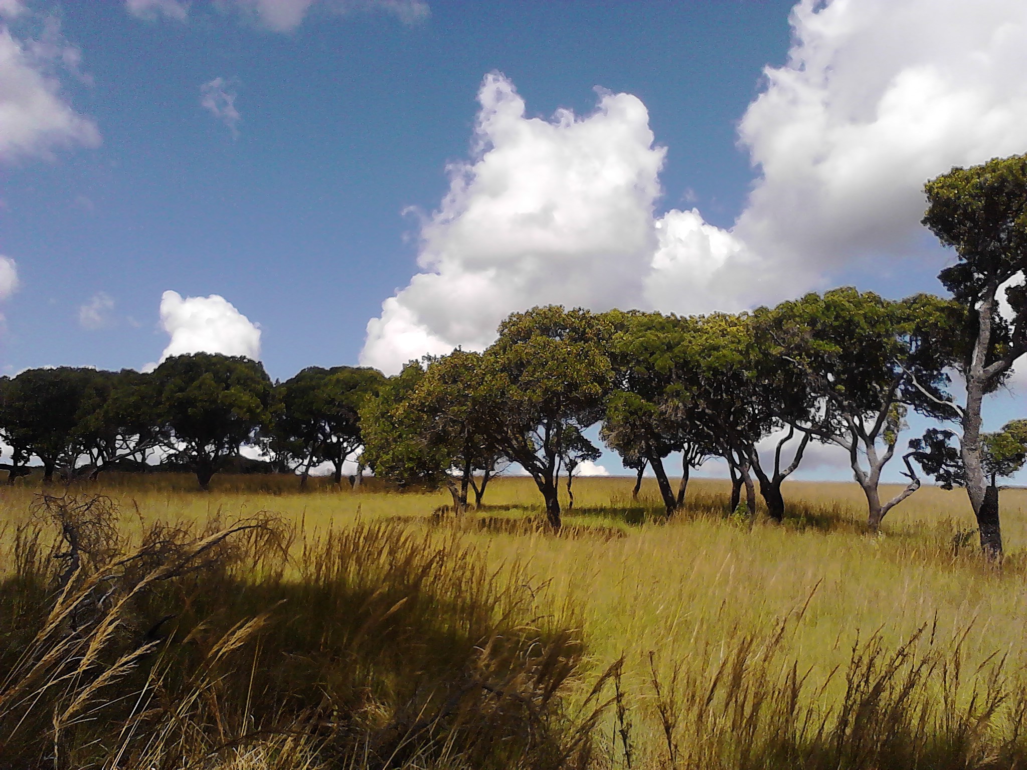 Tapia Forest in Madagascar