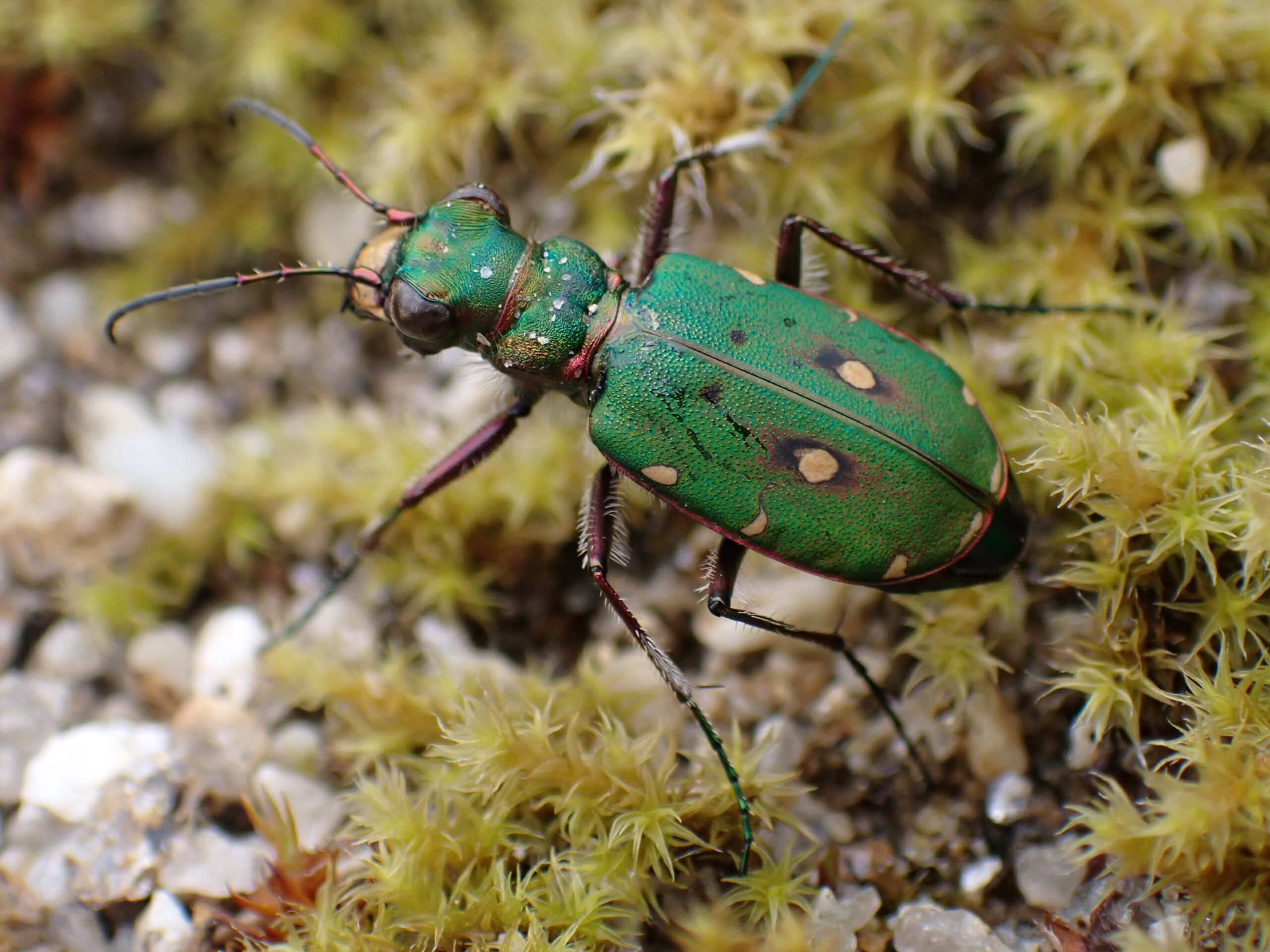 Tiger Beetle (Cicindela campestris)