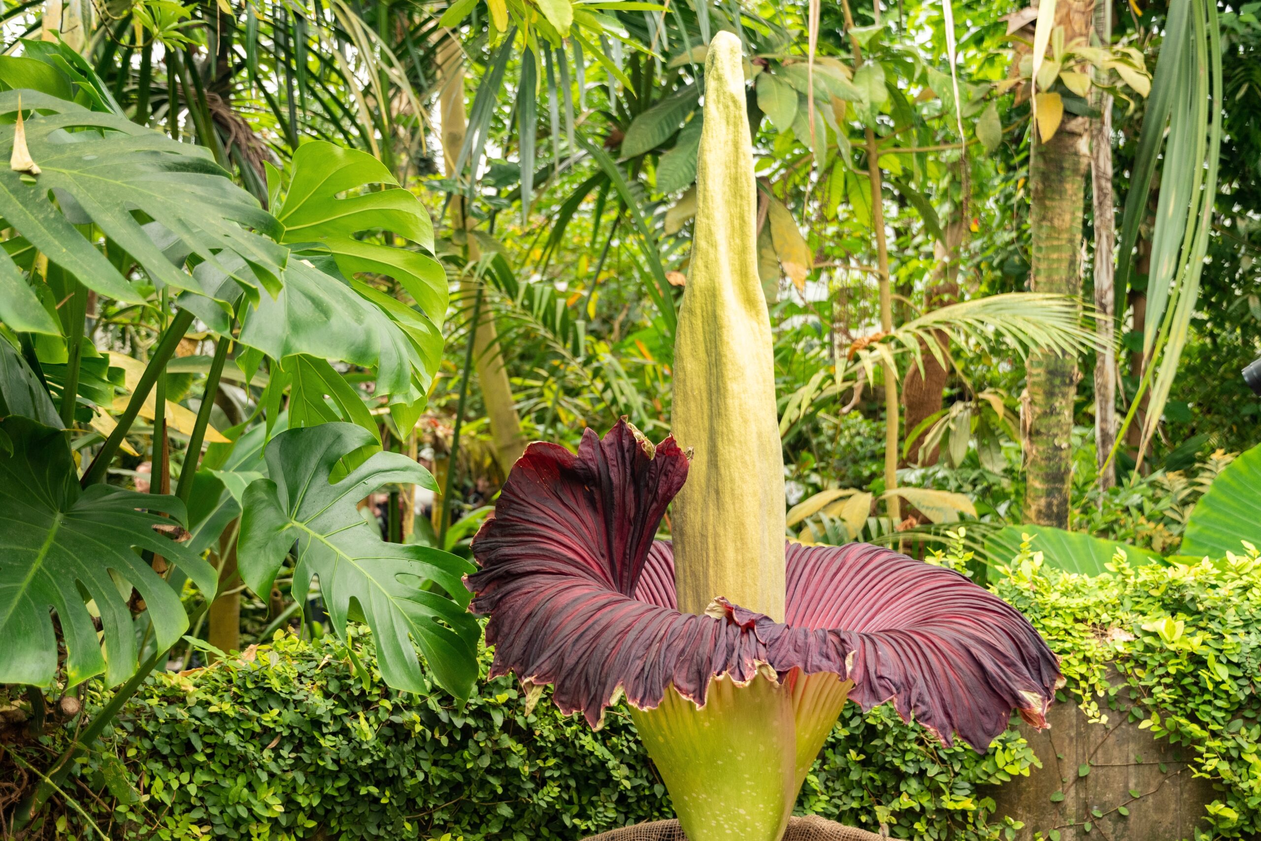 Titan Arum (Amorphophallus titanum)