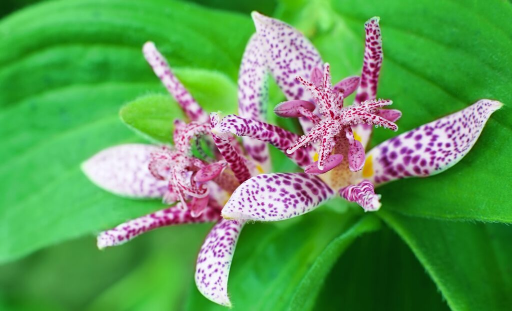 Toad Lily